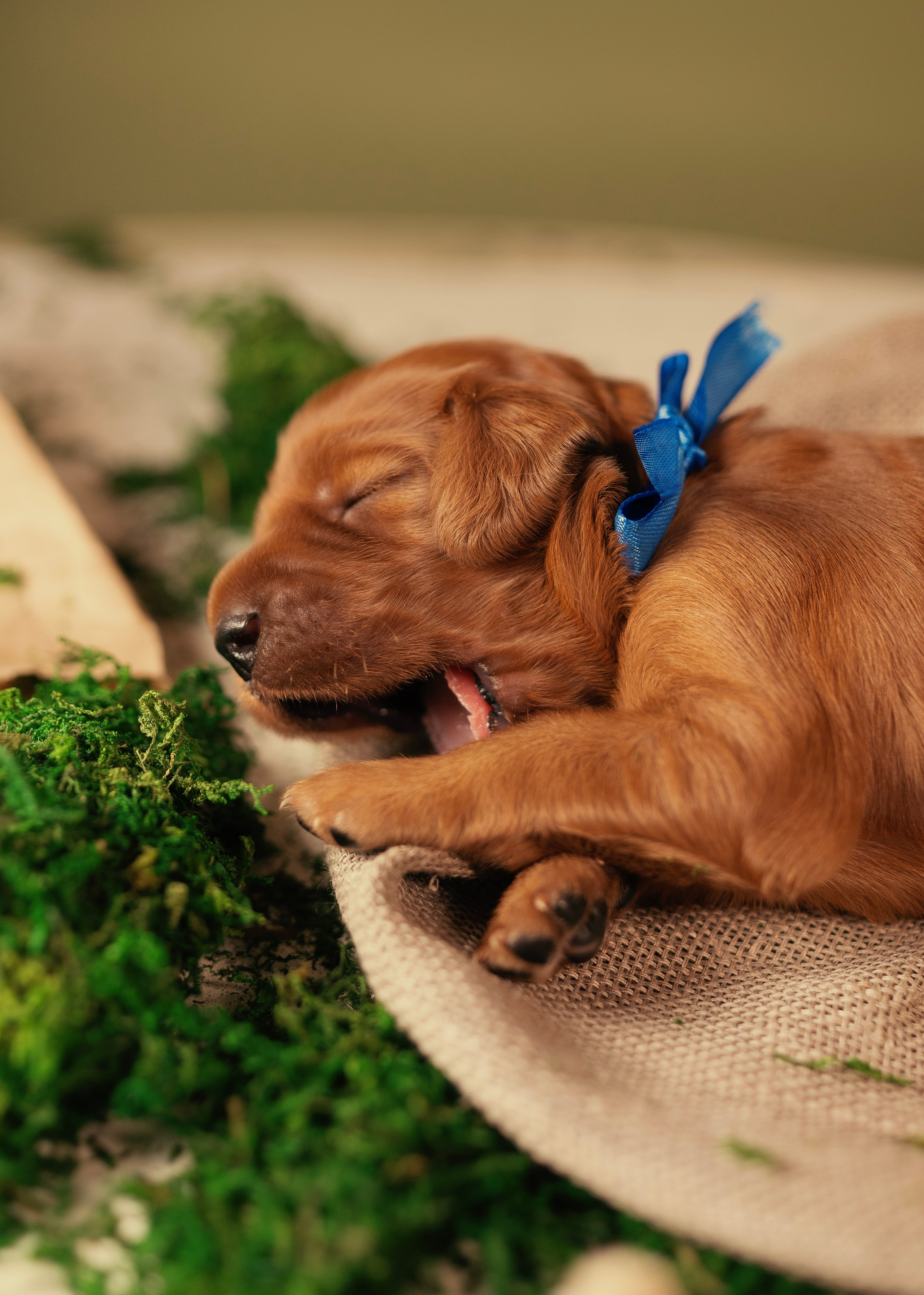 Красные ирландские сеттеры. Фотограф- анималист Александра Матвеева
