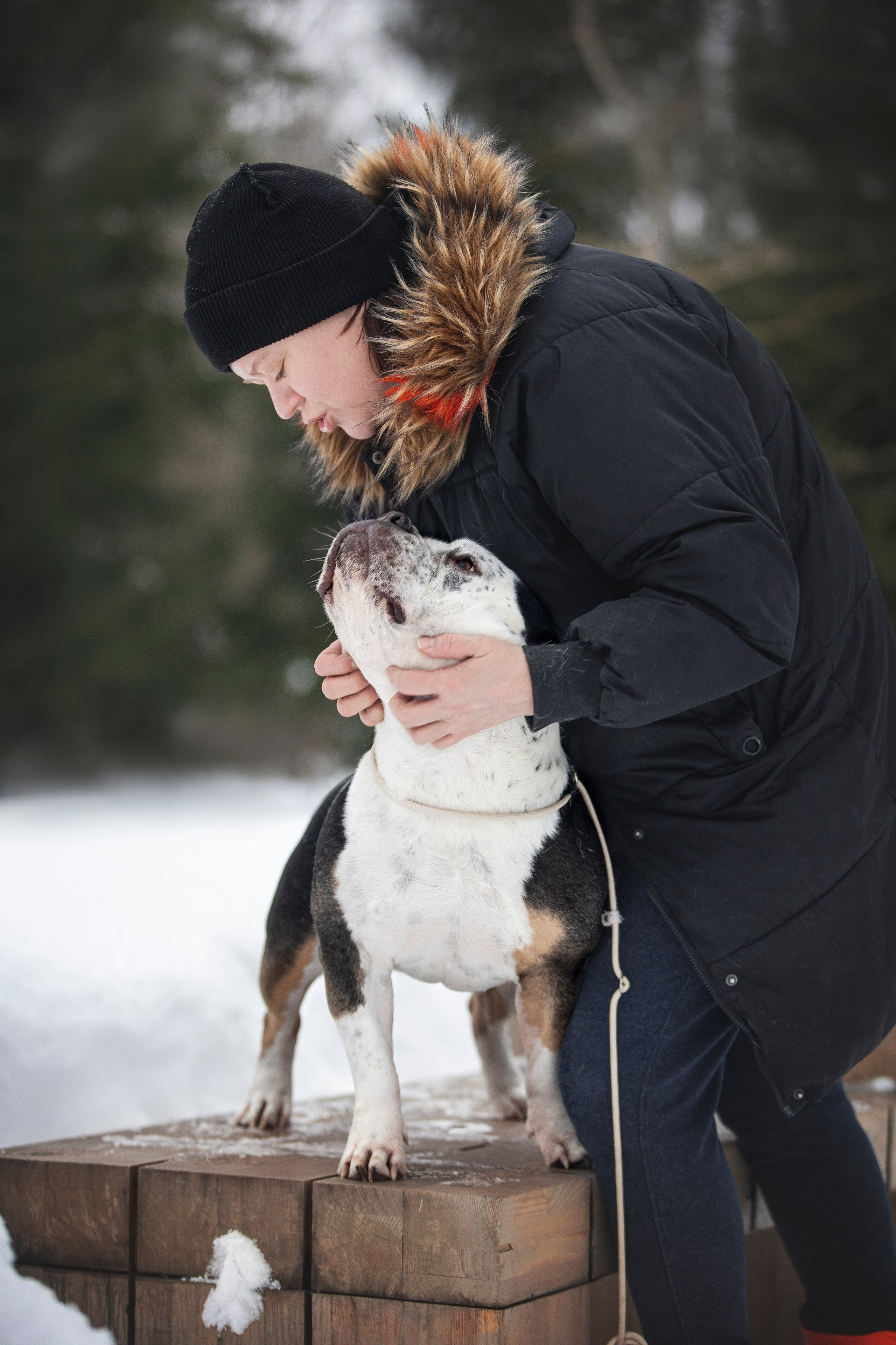 Американские булли. Фотограф анималист в Москве Майорова Евгения