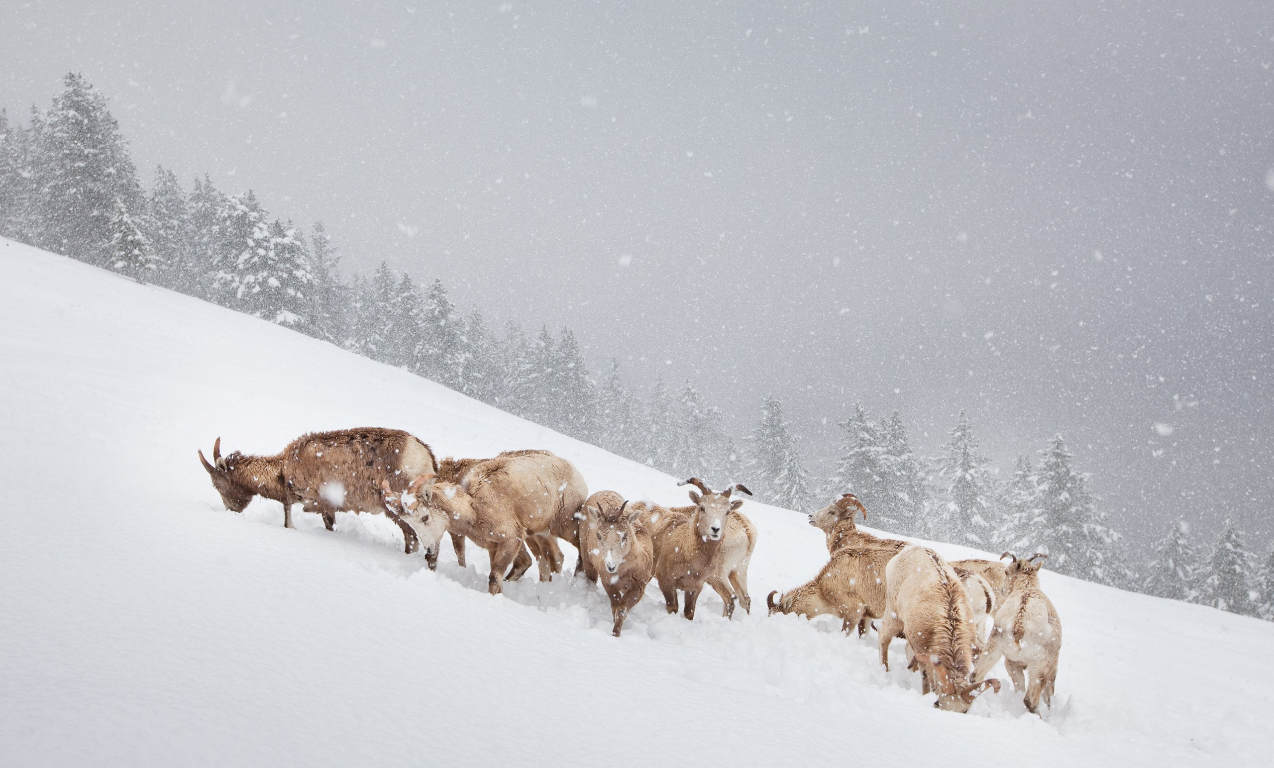 Канада. Фотограф Владимир Медведев