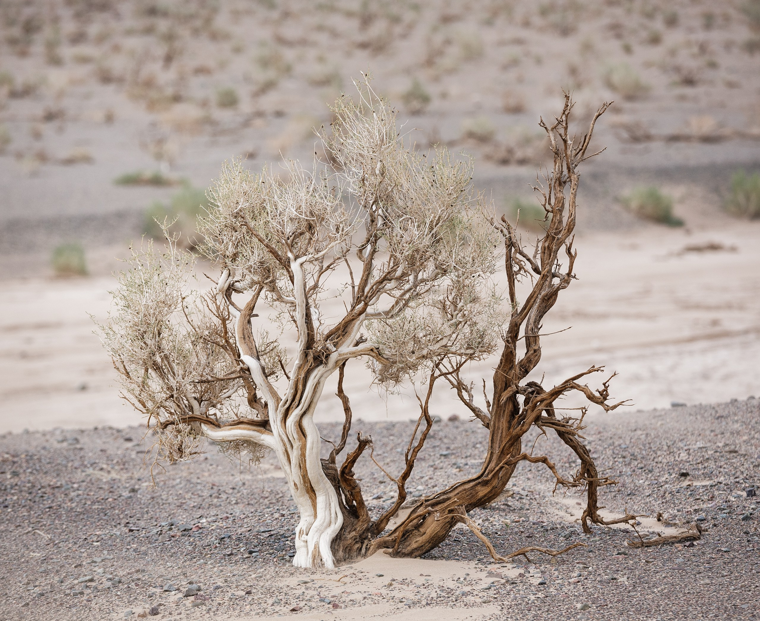 Монголия. Фотограф Владимир Медведев