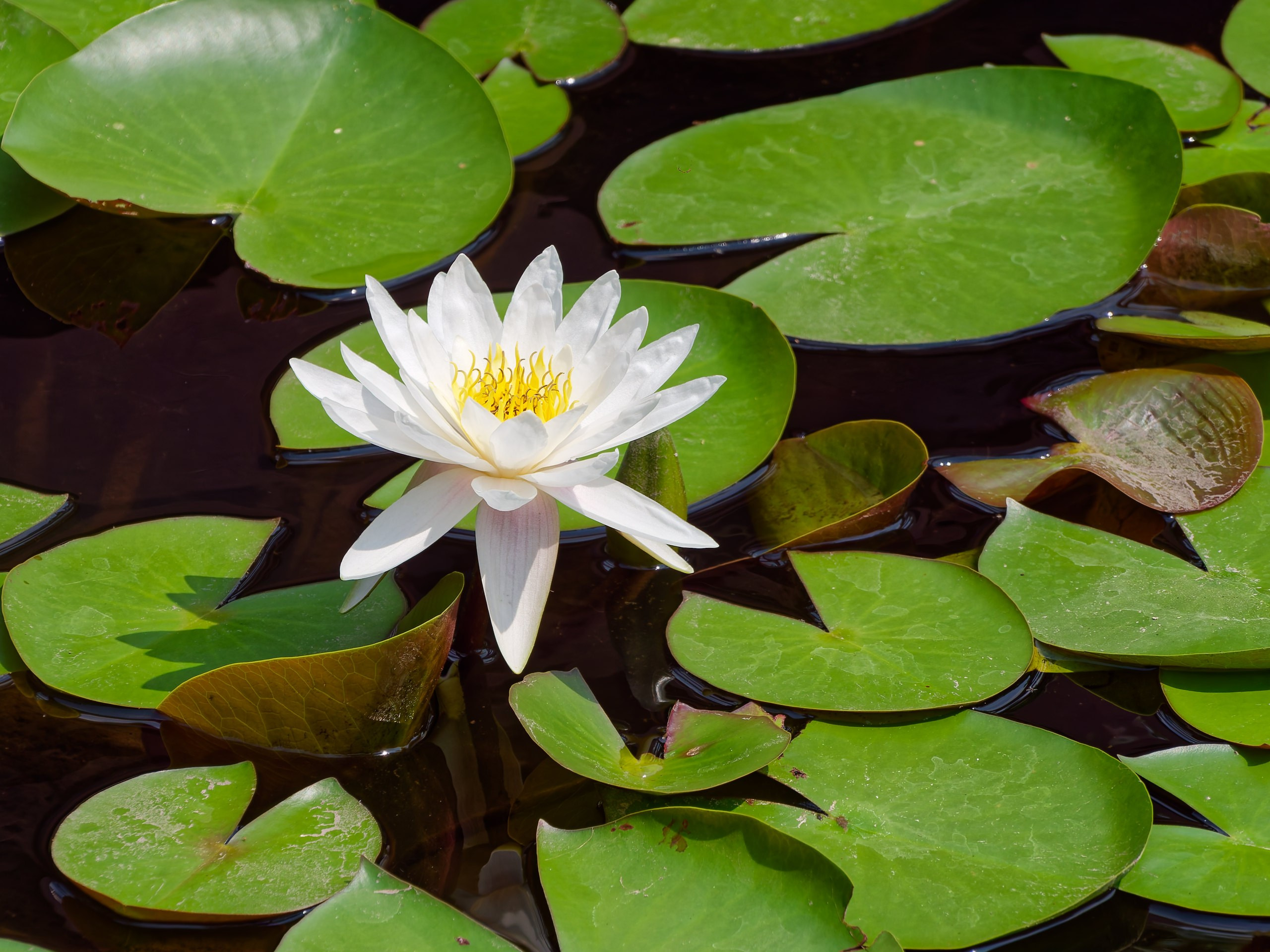 Хайнань 2026, флора, цветы и деревья. Фотопрогулки по Миру