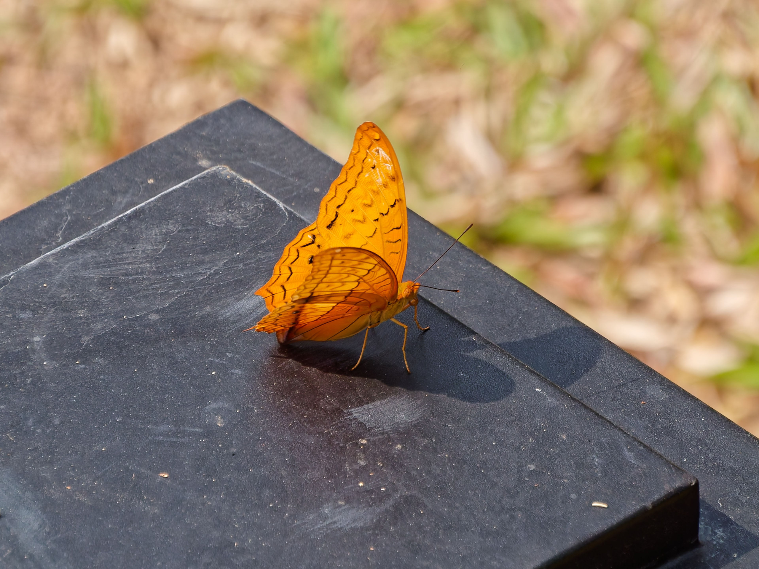 Хайнань 2026, прочая фауна, насекомые. Фотопрогулки по Миру