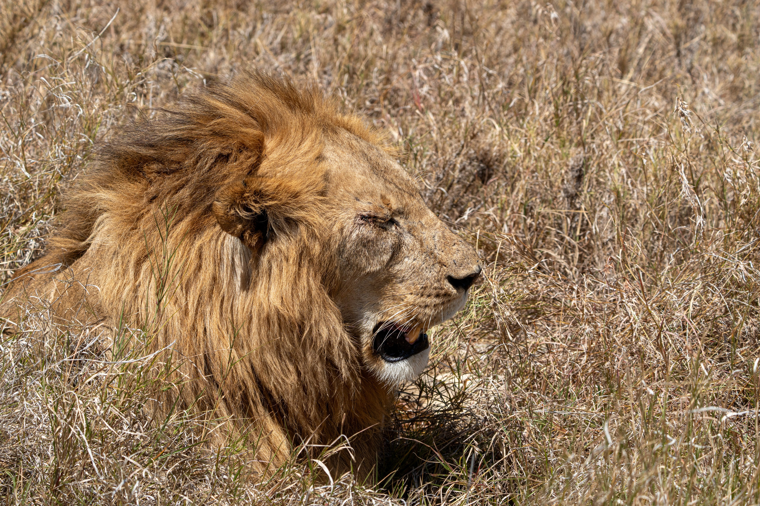 Танзания, сафари, 2025. Творческие сьемки