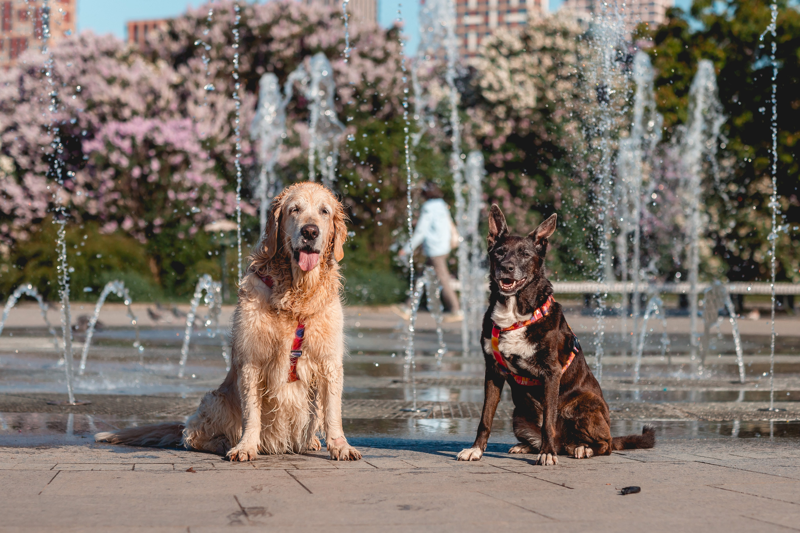 Ира, Альма и Белла. Семейный фотограф анималист Мария Крючкова