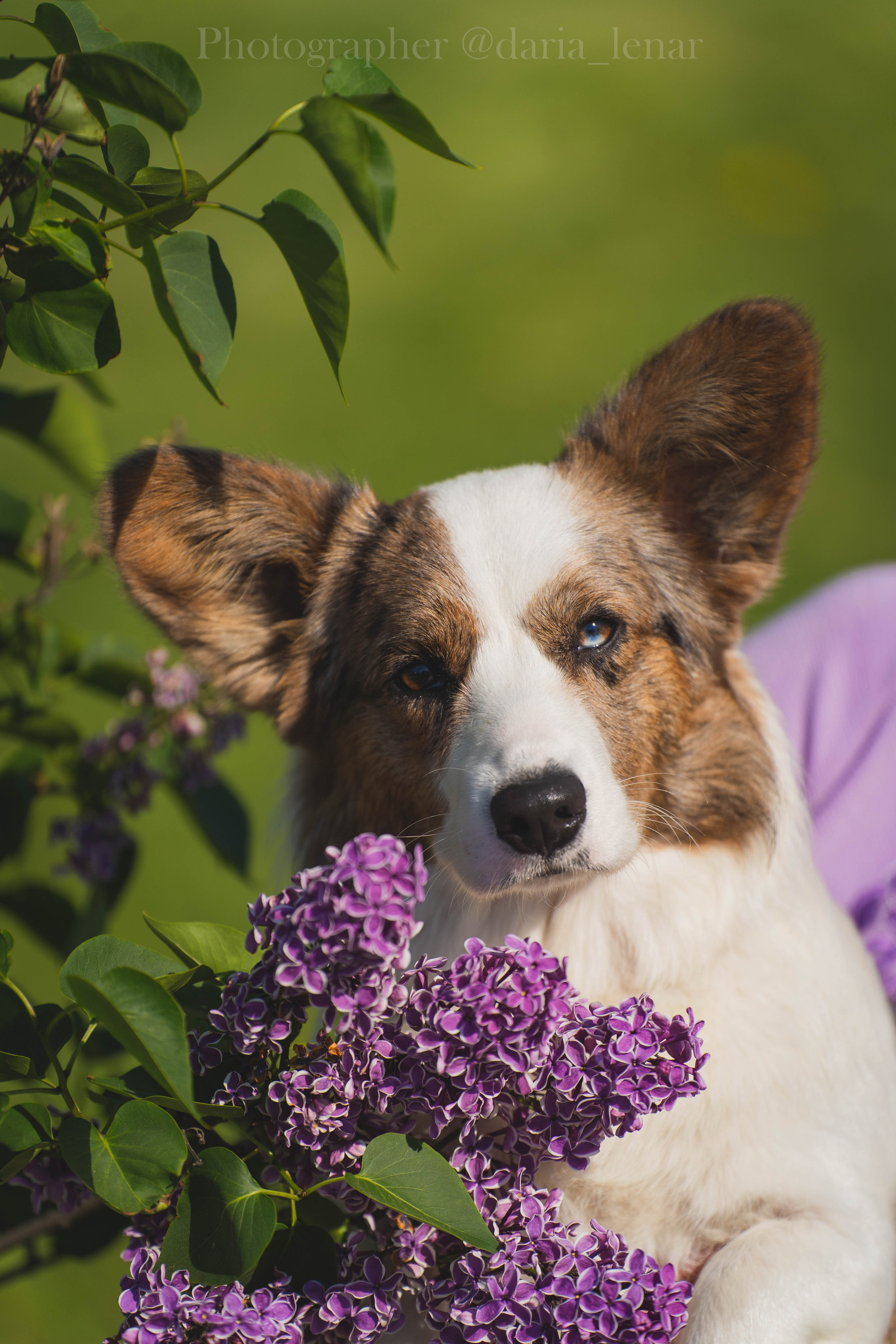 Выставки собак. Фотограф в Москве Ленарская Дарья