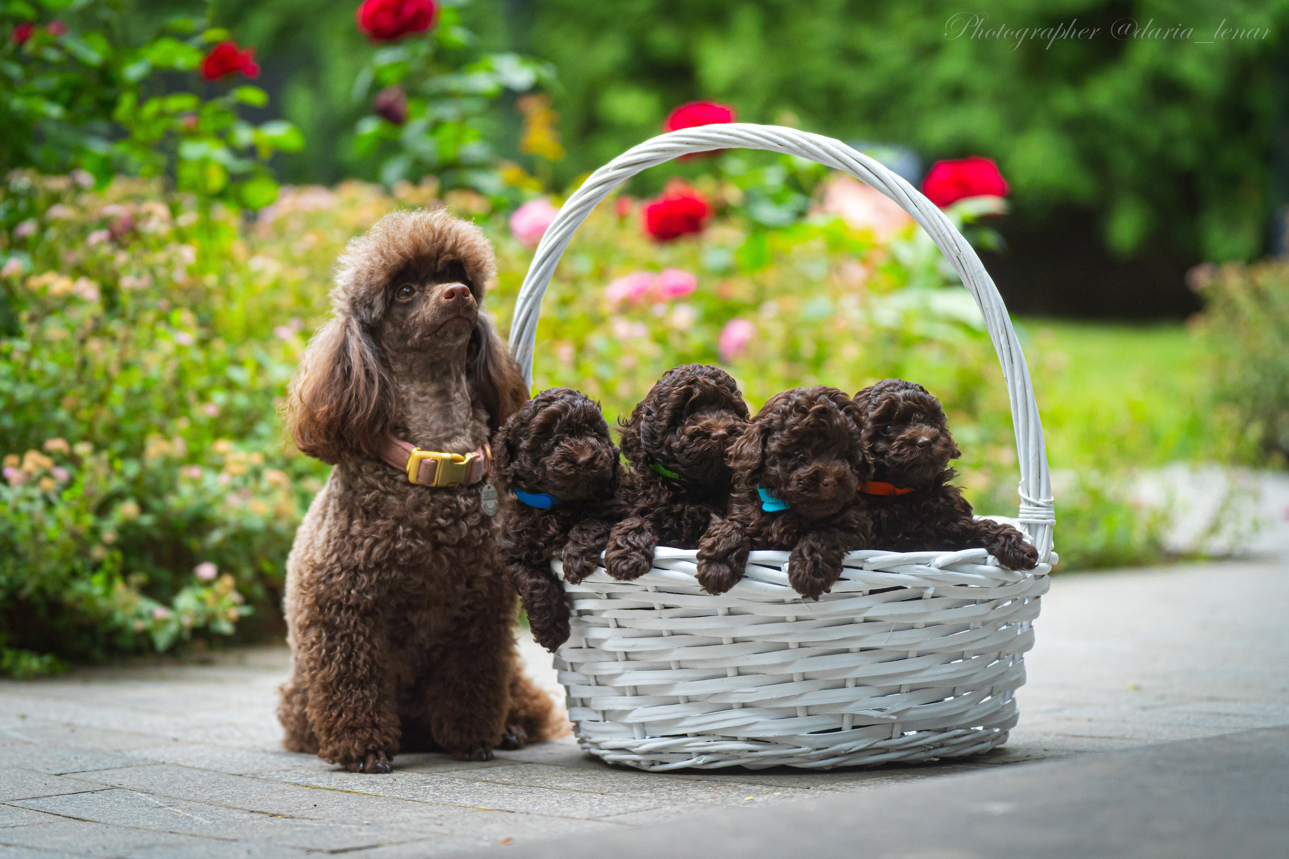 Питомник мини-пуделей. Фотограф в Москве Ленарская Дарья