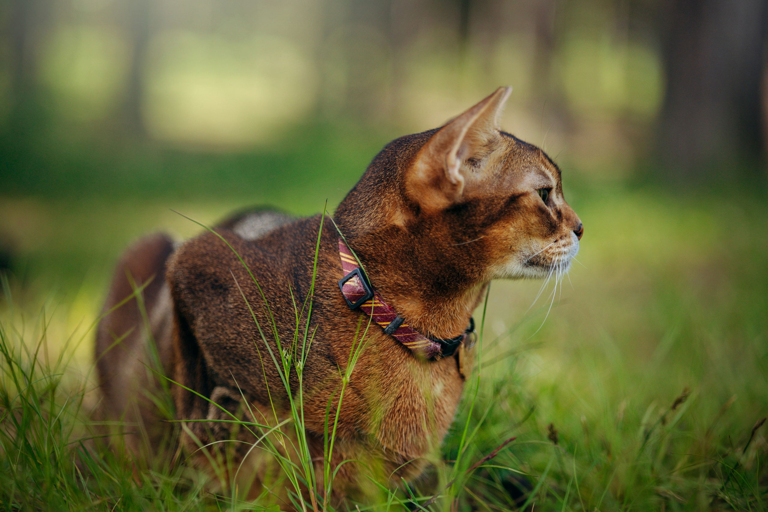Котофеи и их семья. Фотограф — Анималист | Санкт-Петербург