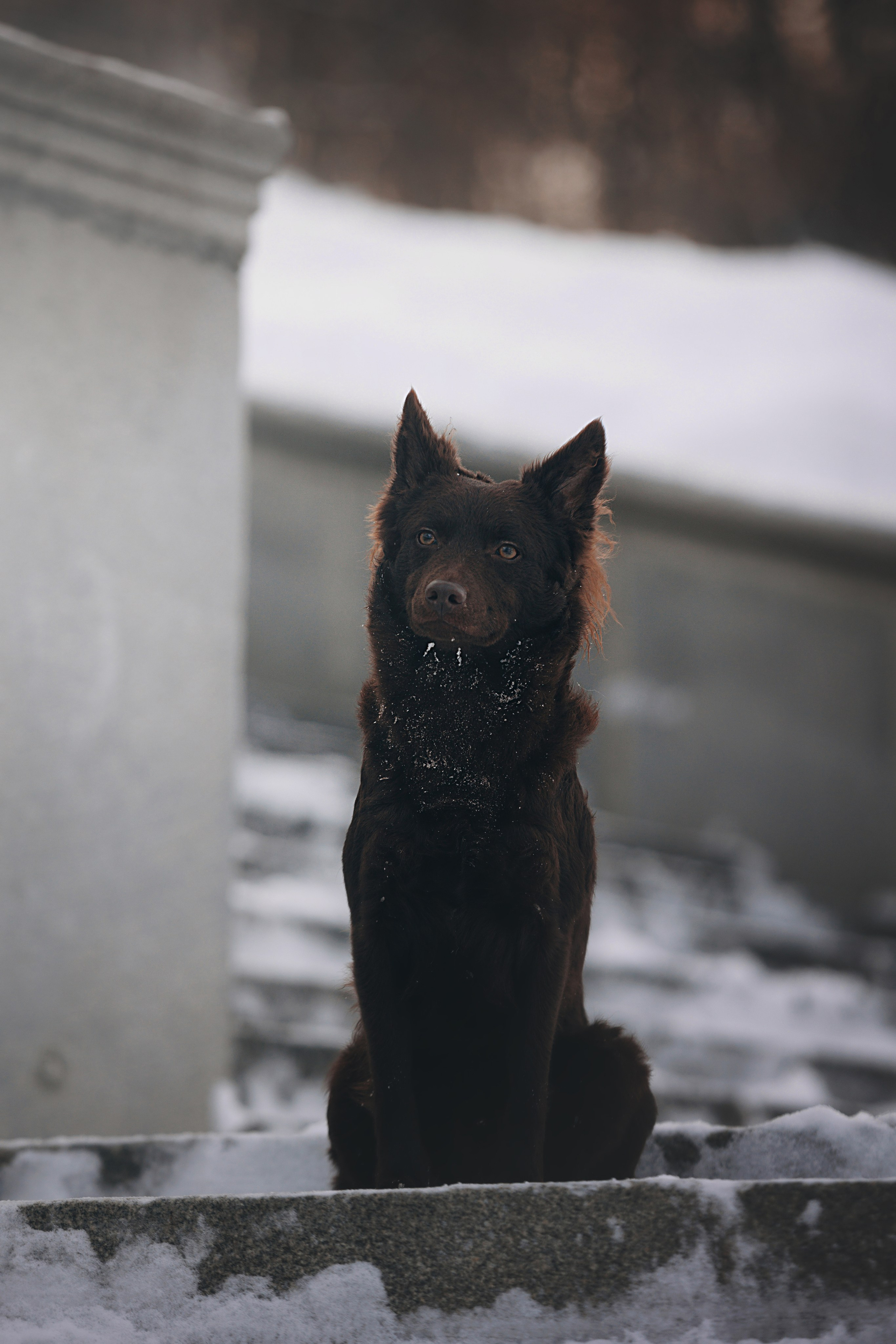 Соня и Персей в Нескучном саду. Фотограф анималист Кристина Карпова, Москва