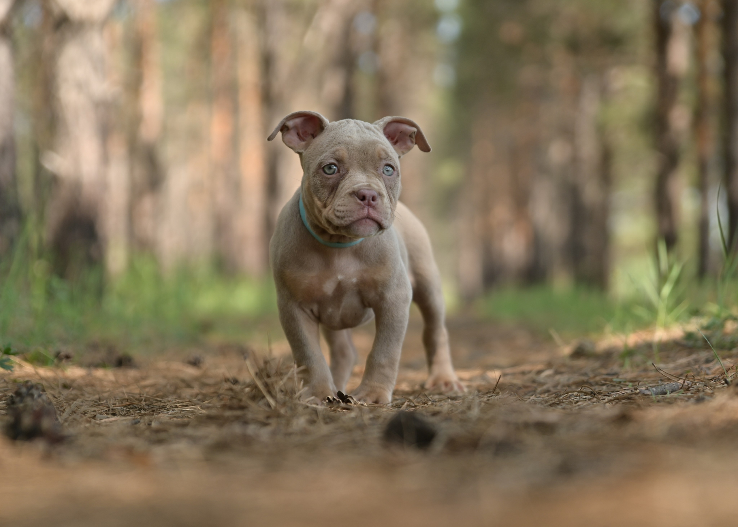 Свободные щенки Американский Булли в Иркутске. Питомник собак Иркутск