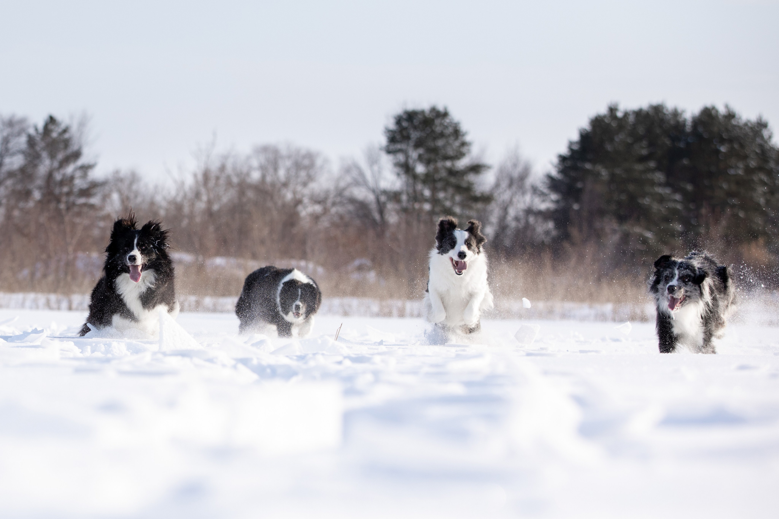 Мороз и солнце. О нас