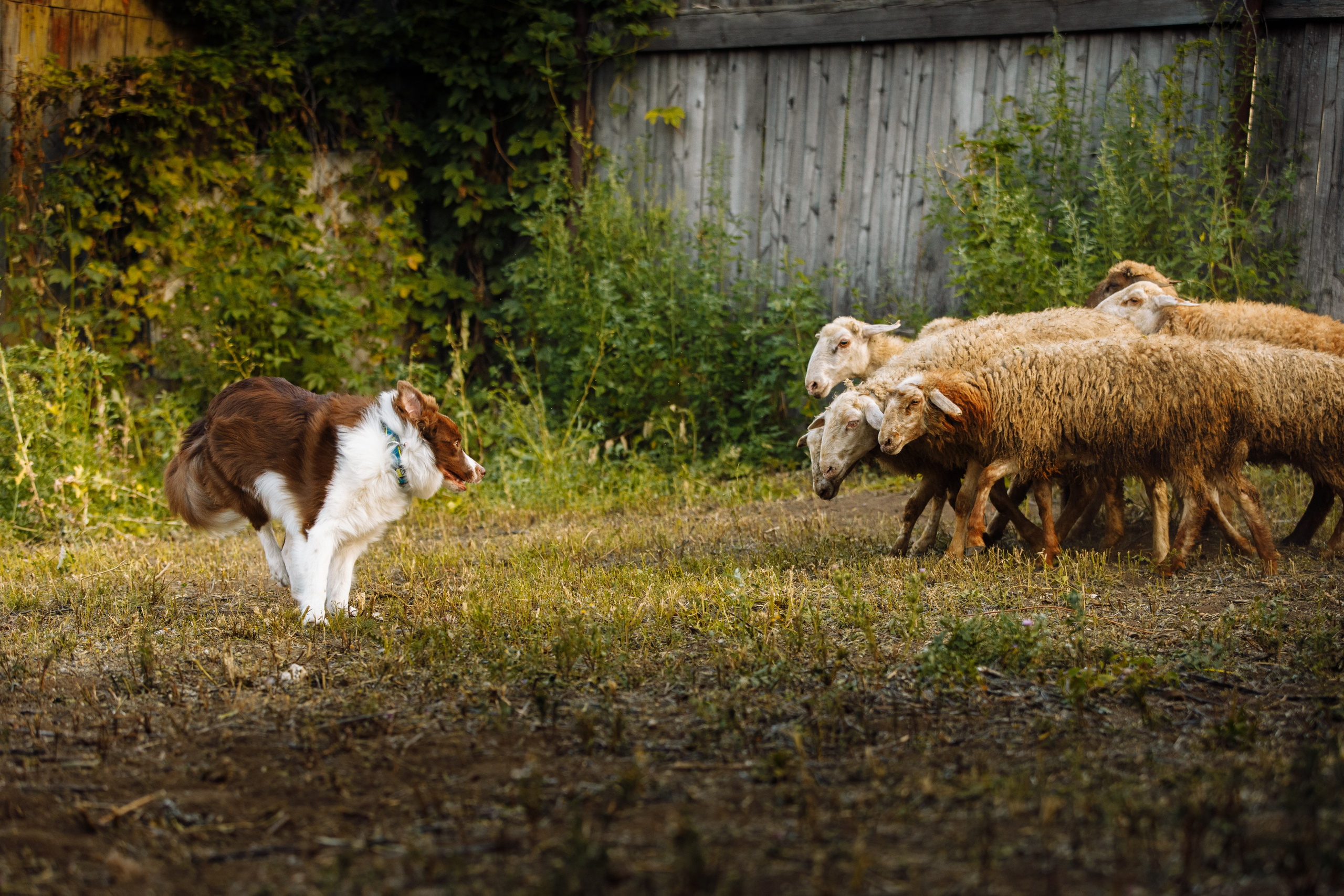 Овечий день. О нас