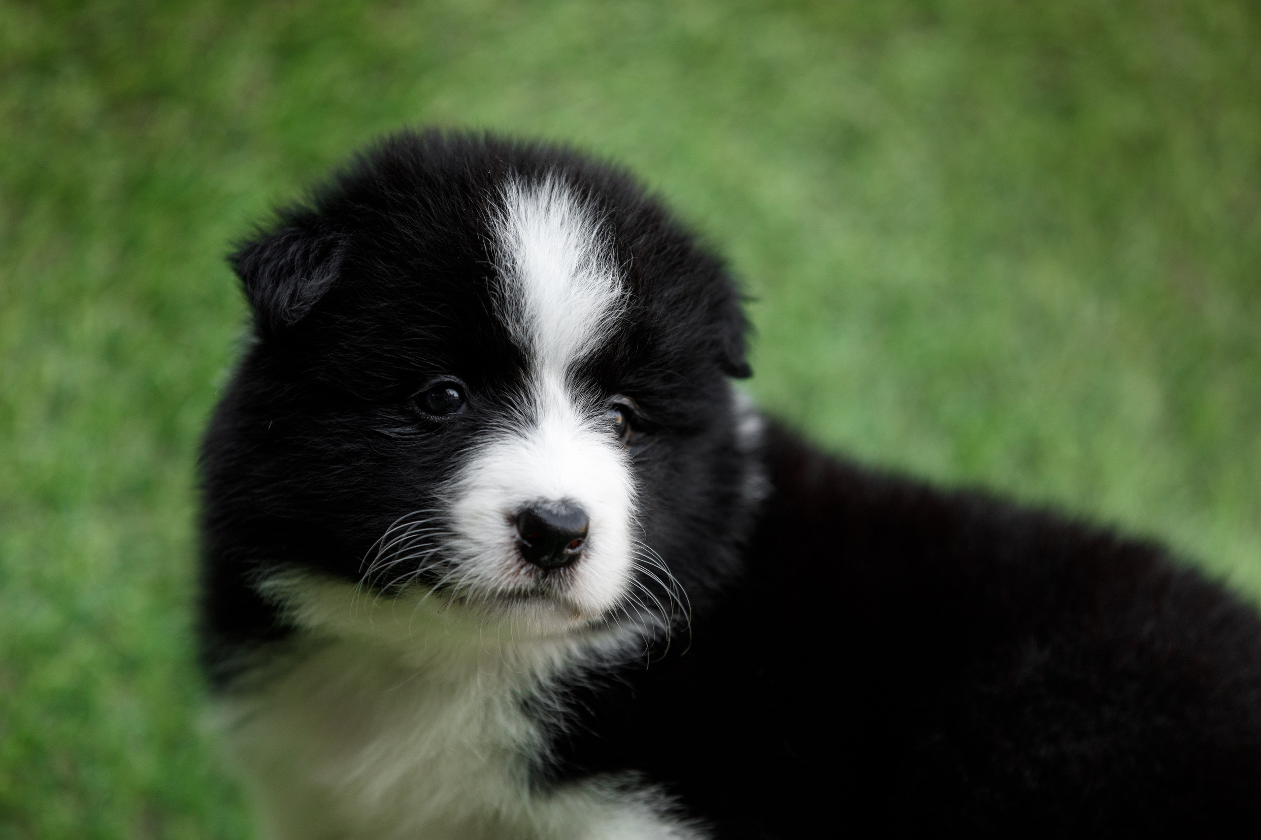 Смешарики. О нас