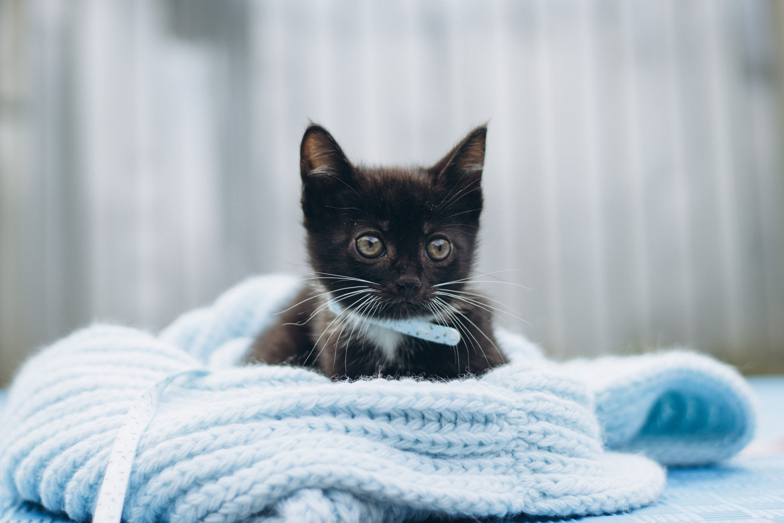Котики на пиар. Фотограф в Москве (анималистика, коммерция, репортаж, спорт)