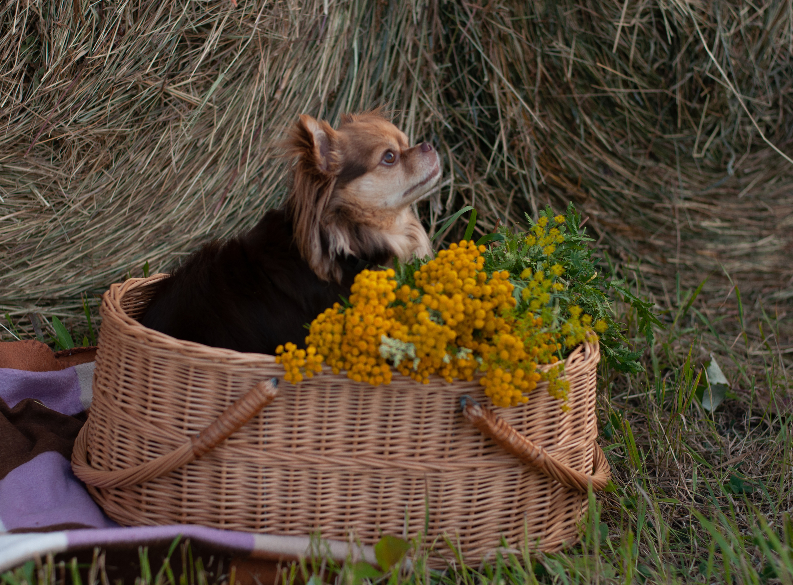 Питомцы. Семейный и детский фотограф в Екатеринбурге Наталия Акимова