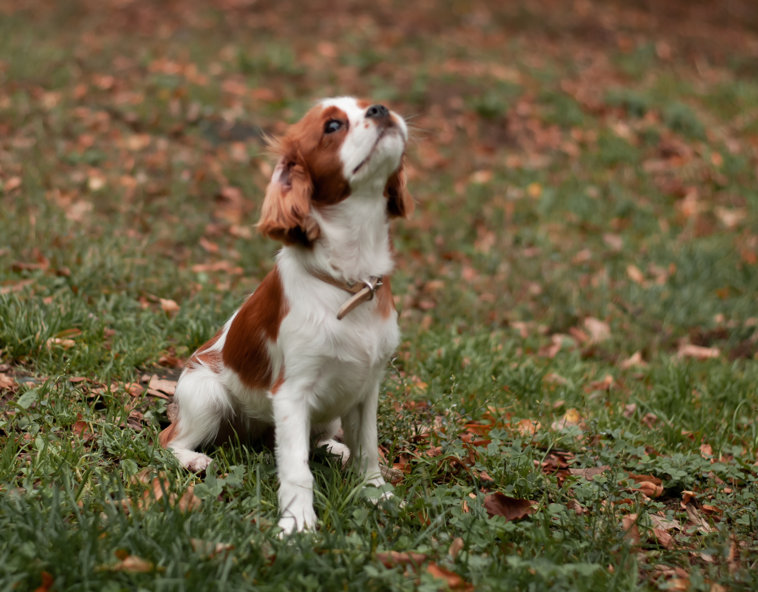 Питомцы. Семейный и детский фотограф в Екатеринбурге Наталия Акимова