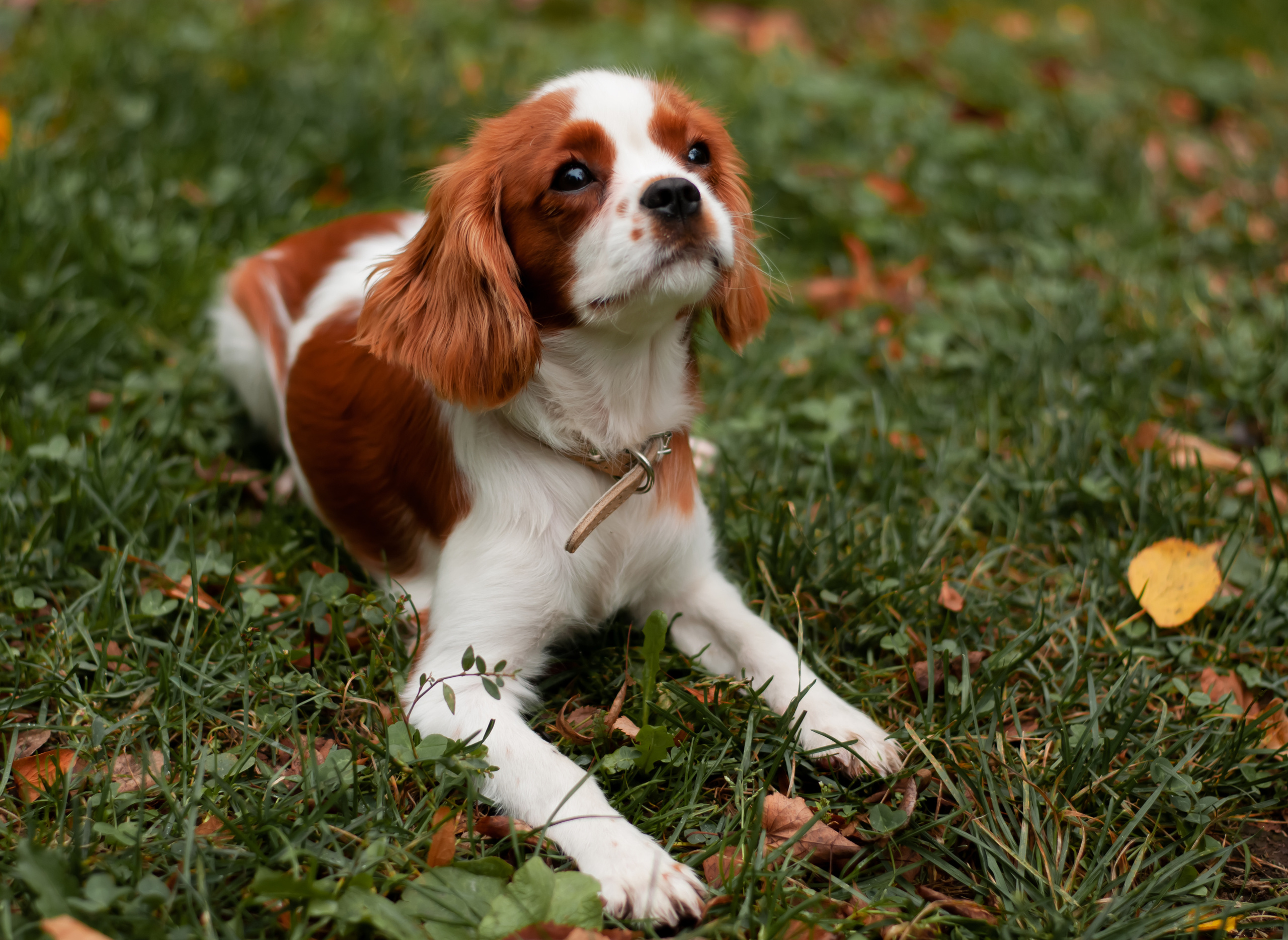 Питомцы. Семейный и детский фотограф в Екатеринбурге Наталия Акимова