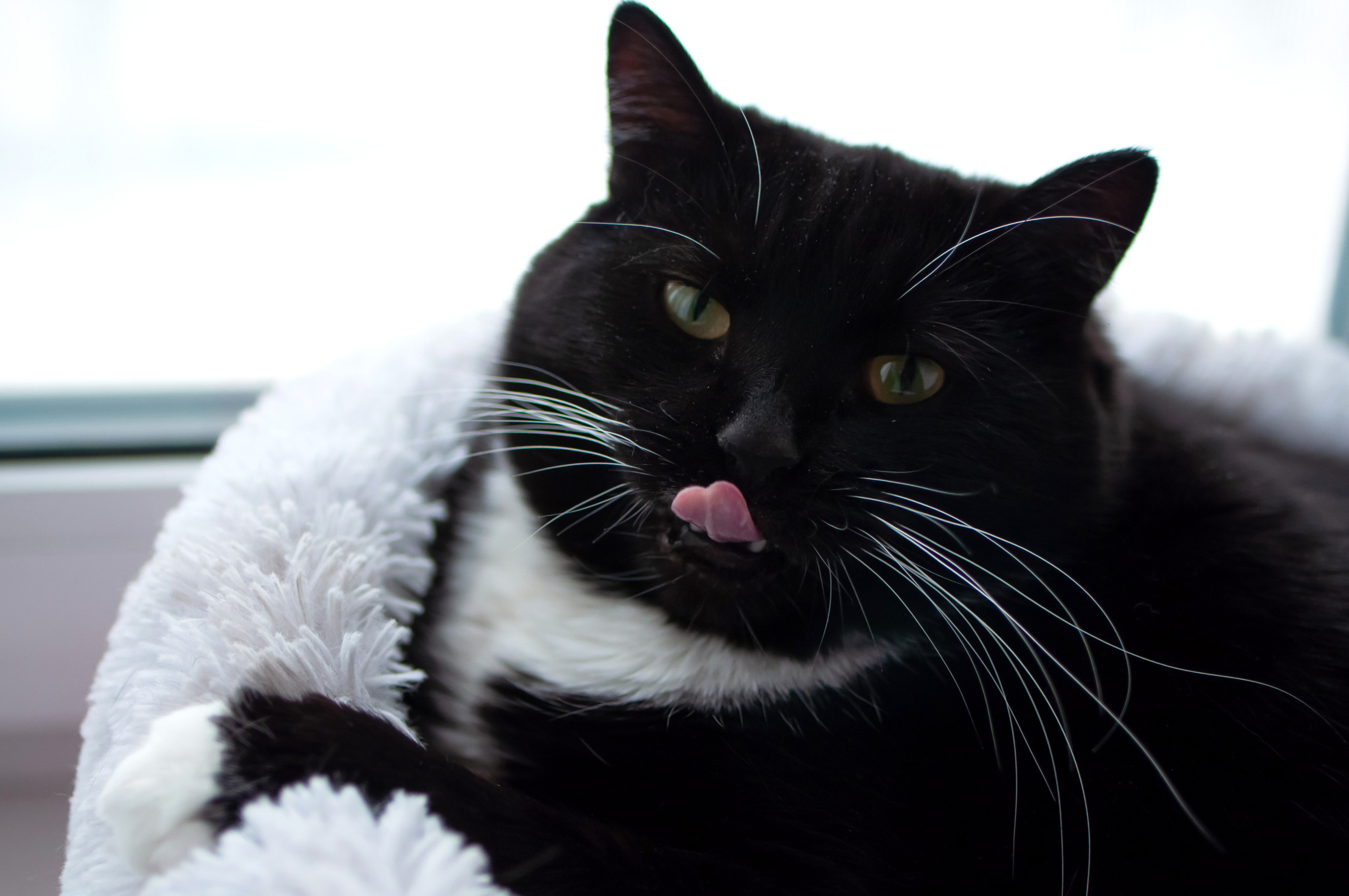 Питомцы. Семейный и детский фотограф в Екатеринбурге Наталия Акимова