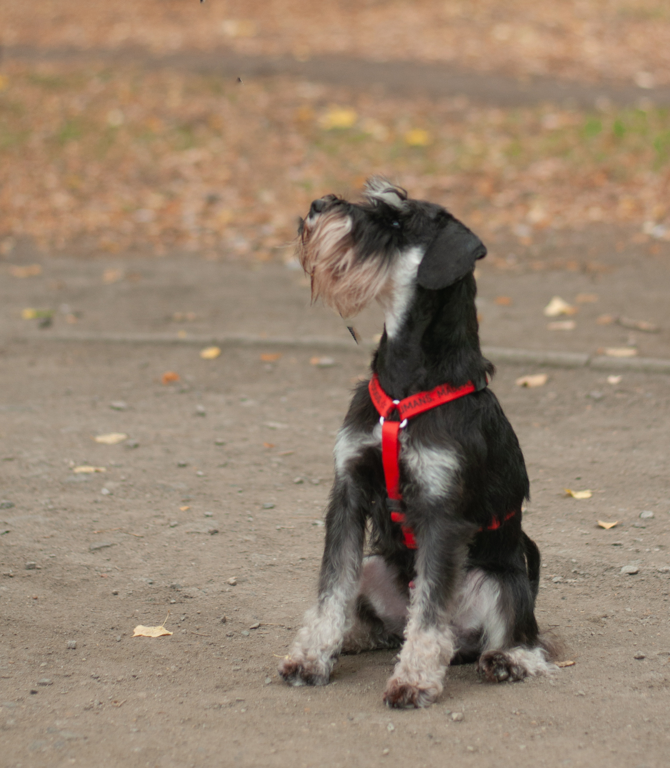Питомцы. Семейный и детский фотограф в Екатеринбурге Наталия Акимова
