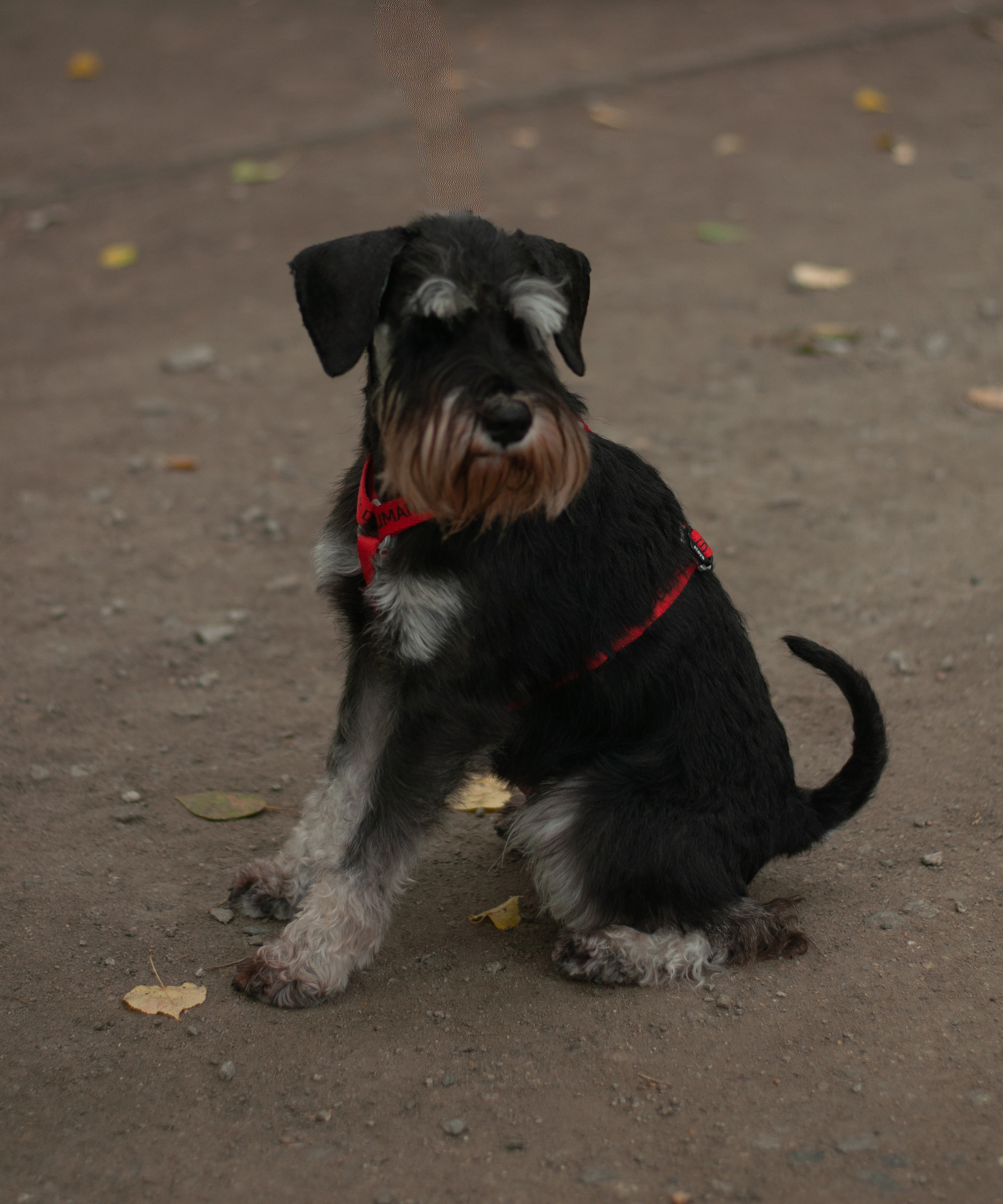 Питомцы. Семейный и детский фотограф в Екатеринбурге Наталия Акимова