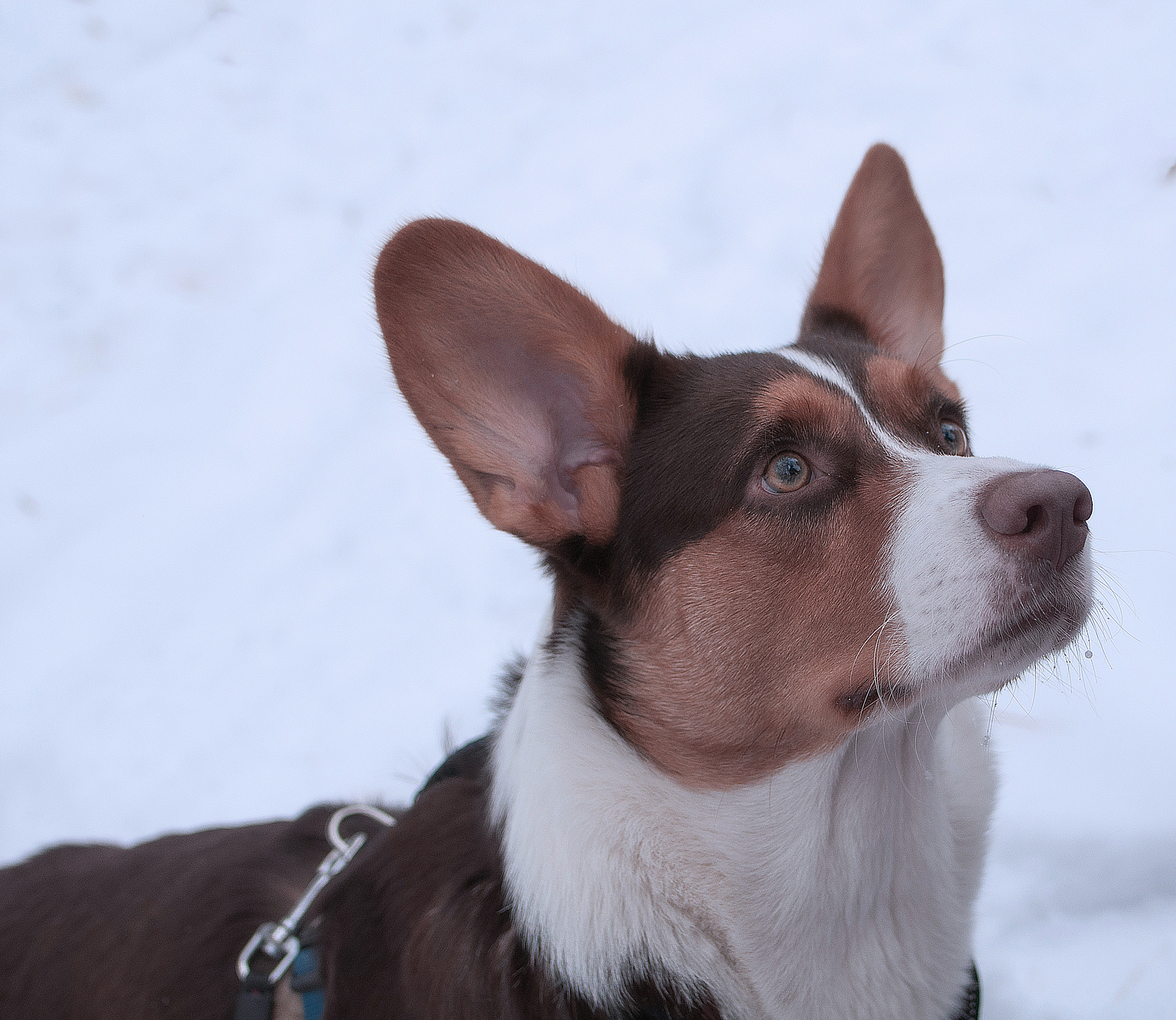 Питомцы. Семейный и детский фотограф в Екатеринбурге Наталия Акимова