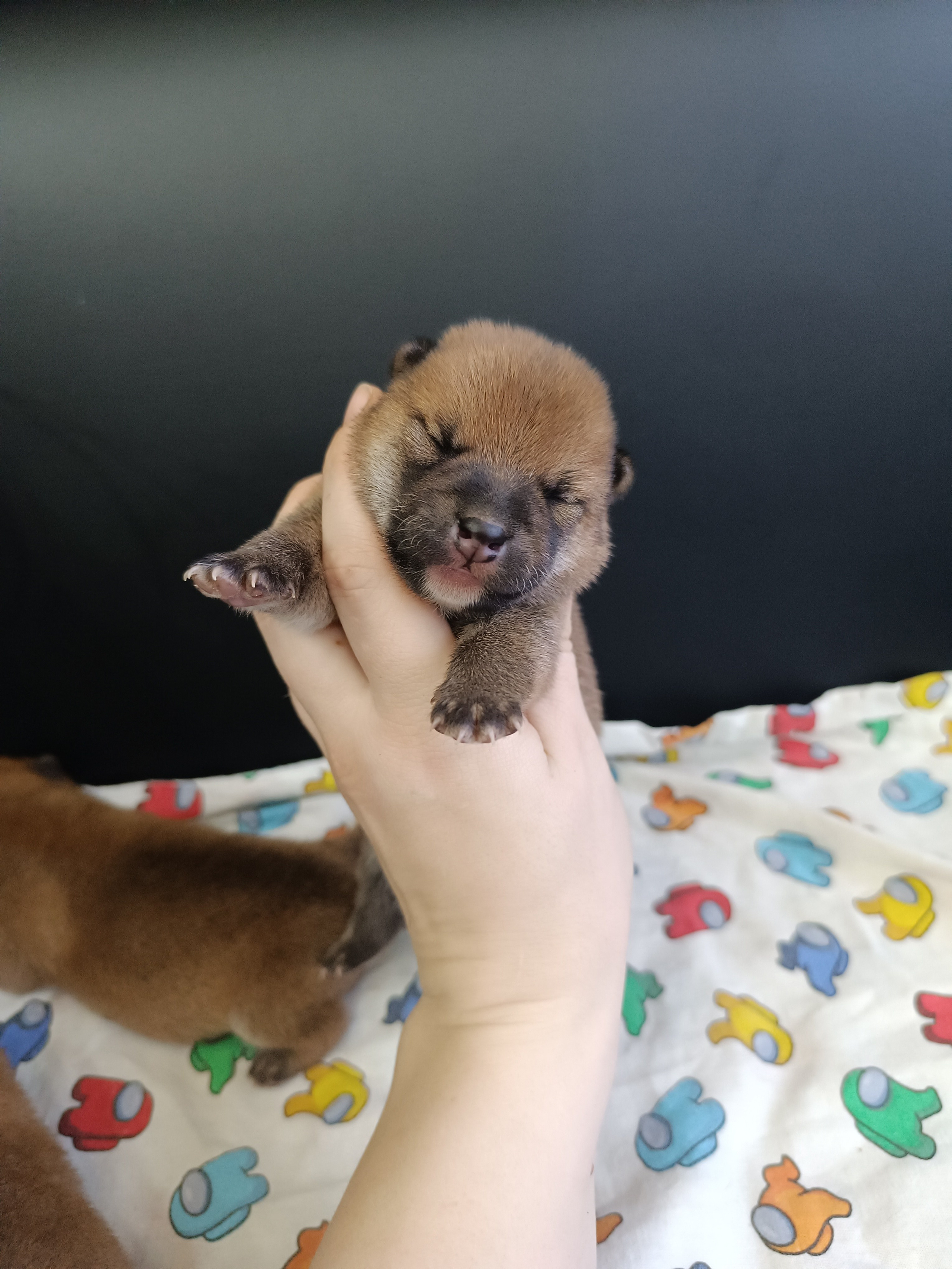 сиба питомник Рубилайт щенки на продажу rubylight  сиба щенки купить СПб Санкт-Петербург 