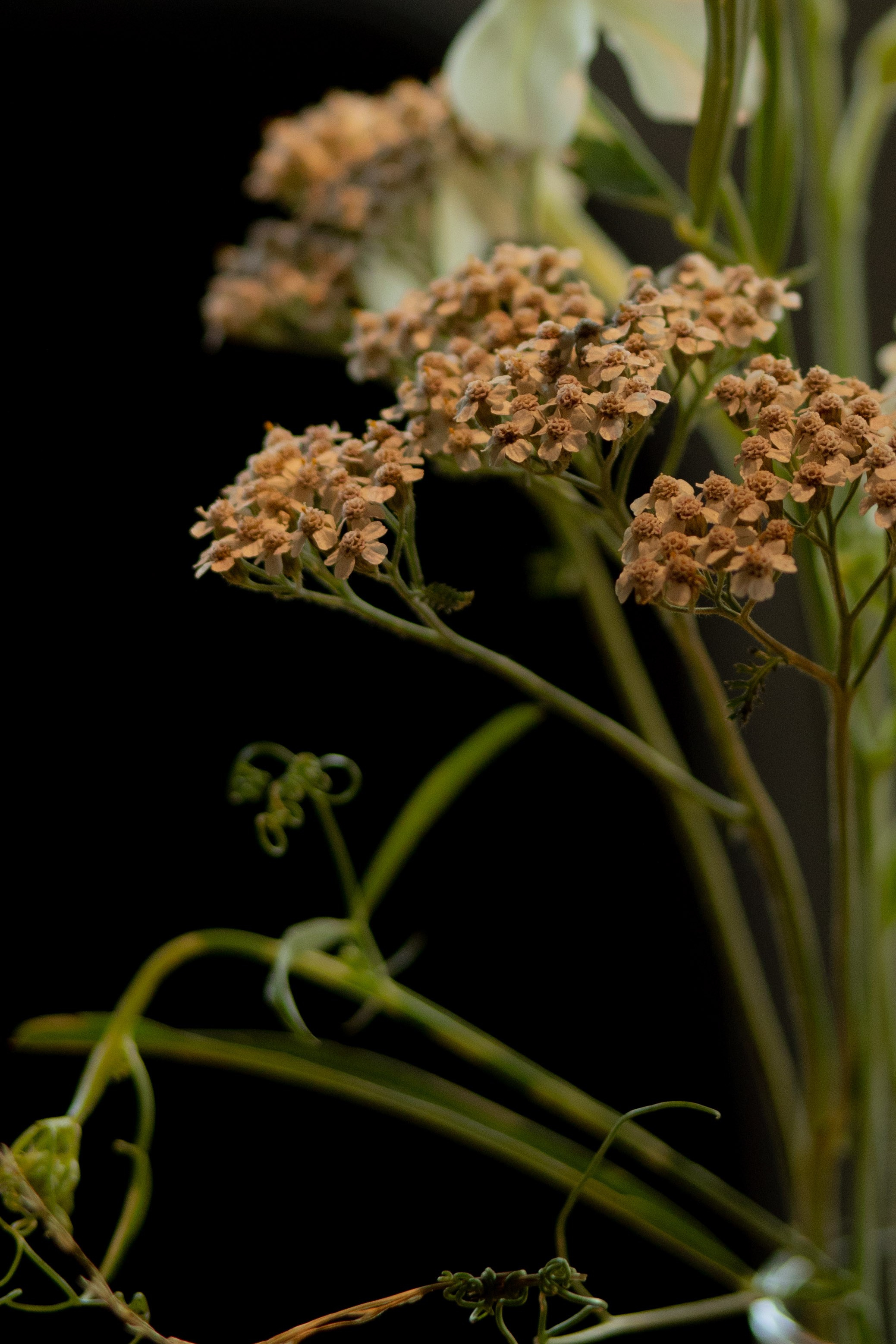 Алина & Николай. Оформление свадеб, декор свадеб Вера Маркова, Москва