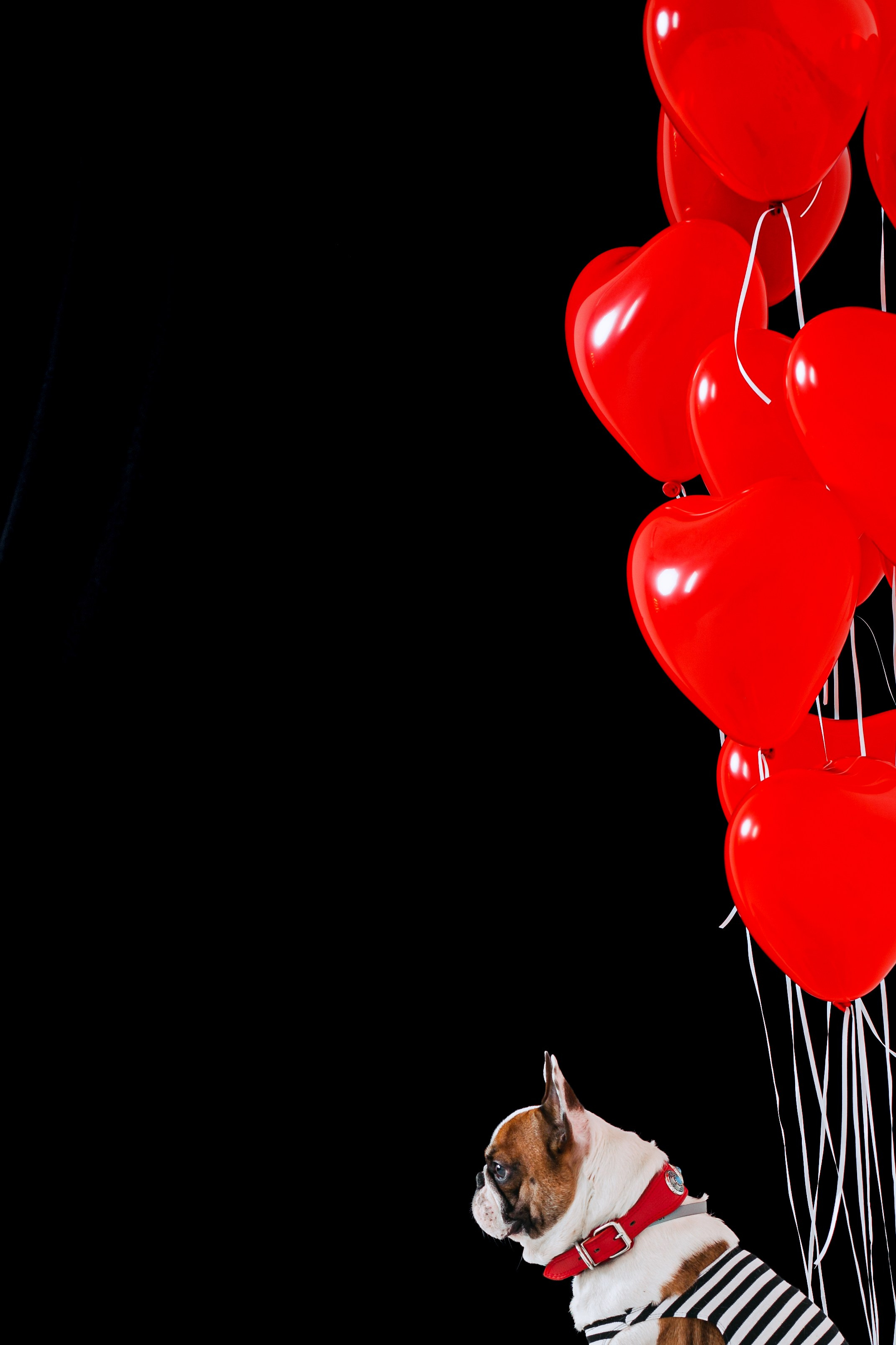 Пижамная вечеринка французских бульдогов и их хозяев. Фотограф-анималист Татьяна Степанова