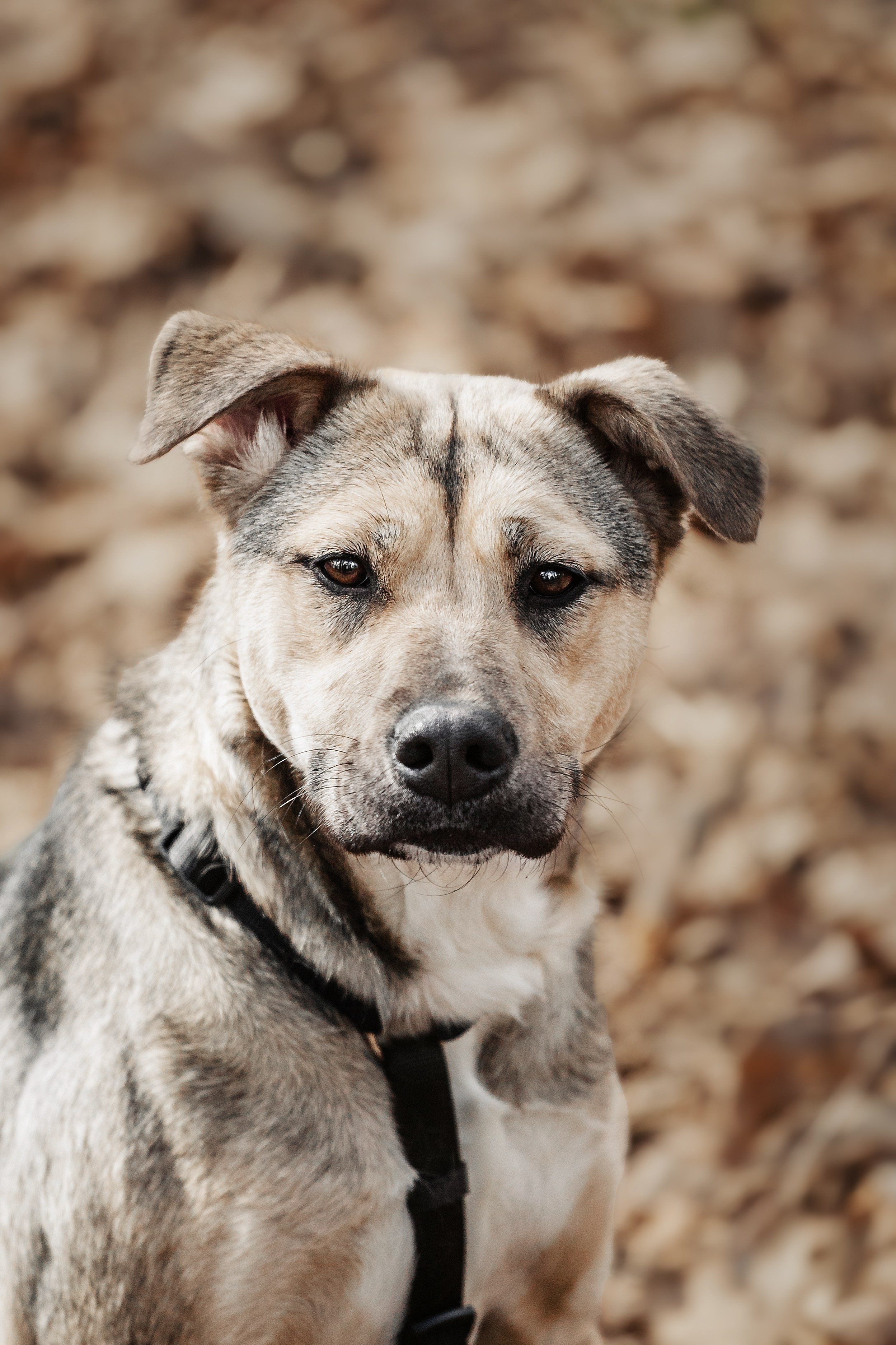 Собаки из приюта Дубовая роща весна 2025. Фотограф-анималист Татьяна Степанова