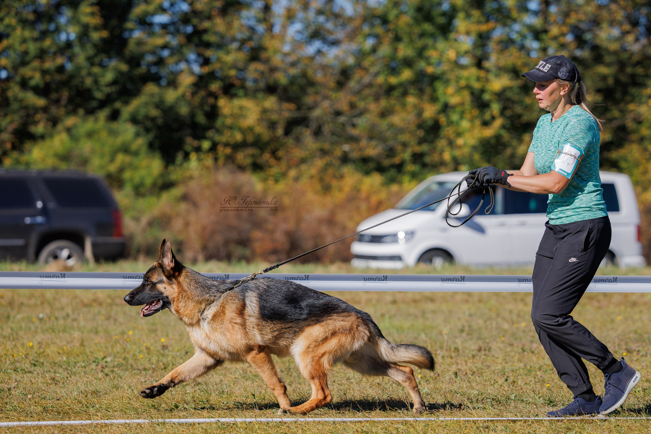 Тверь немецкие овчарки 22.09.2024. Фотограф-анималист Юлия Германика