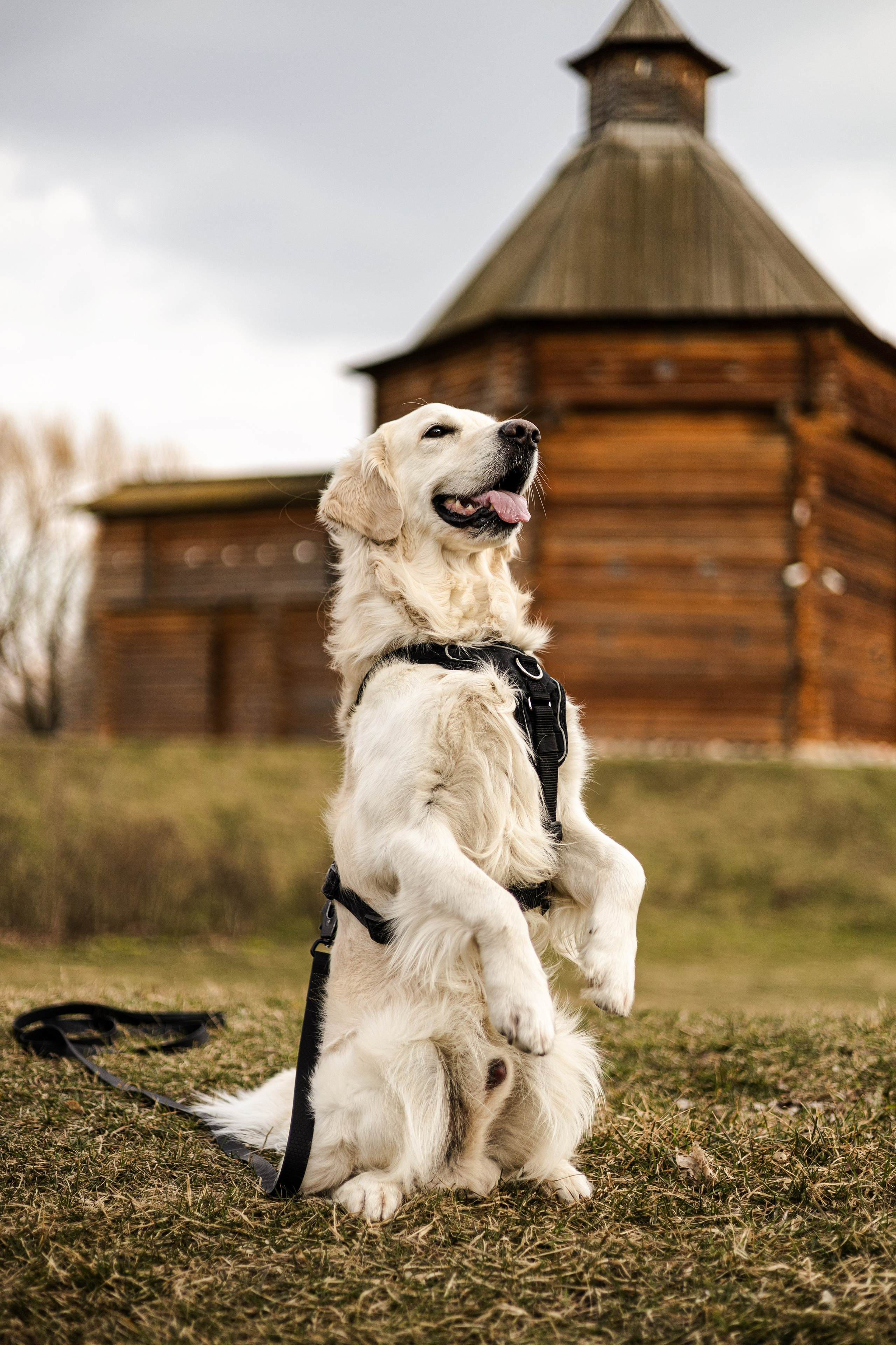 Зиз и Юля. Часть 1. Фотограф-анималист Ксения Шевцова|Москва