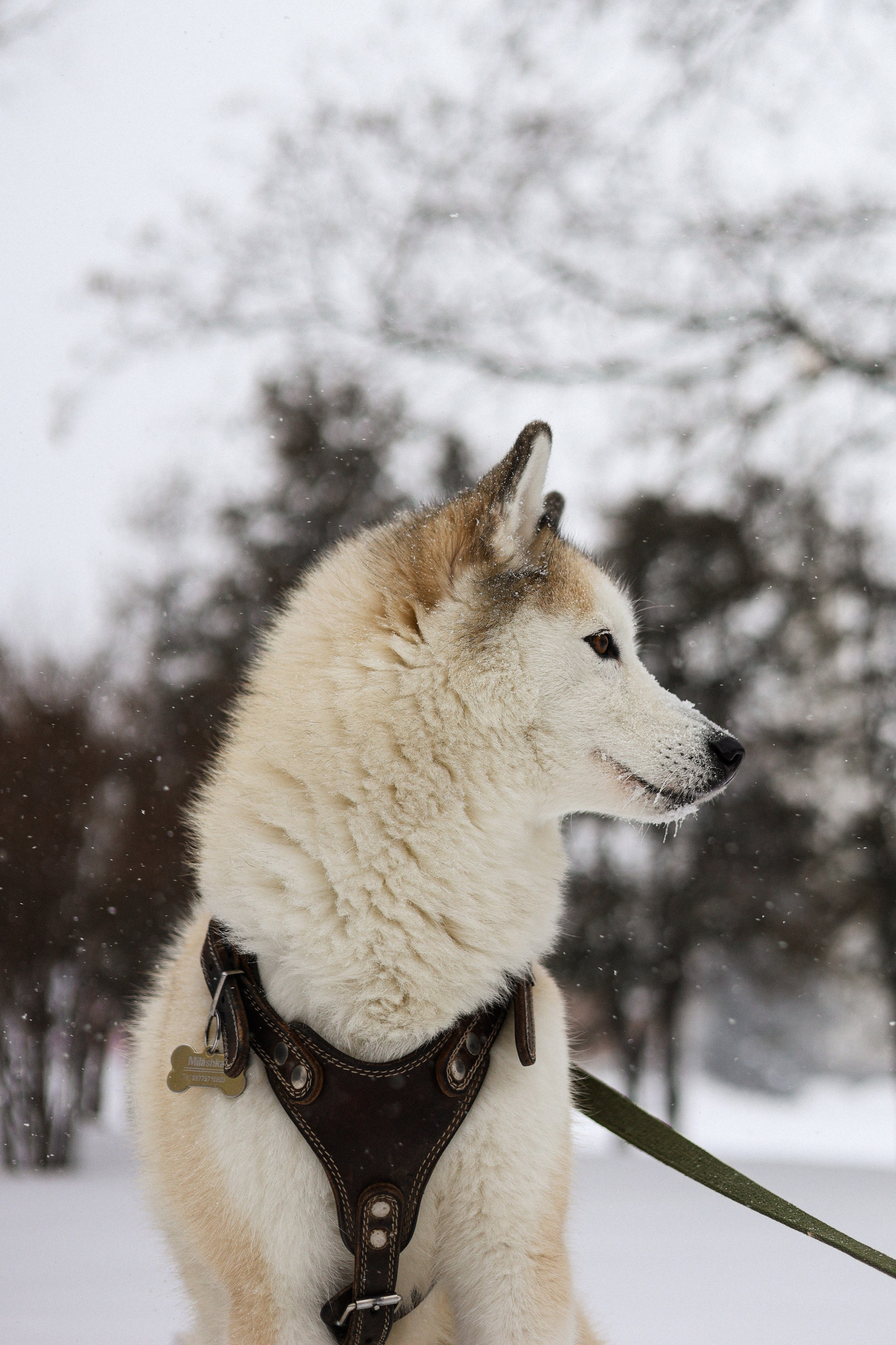 Мила, Лиза и Матвей. Фотограф-анималист Ксения Шевцова|Москва
