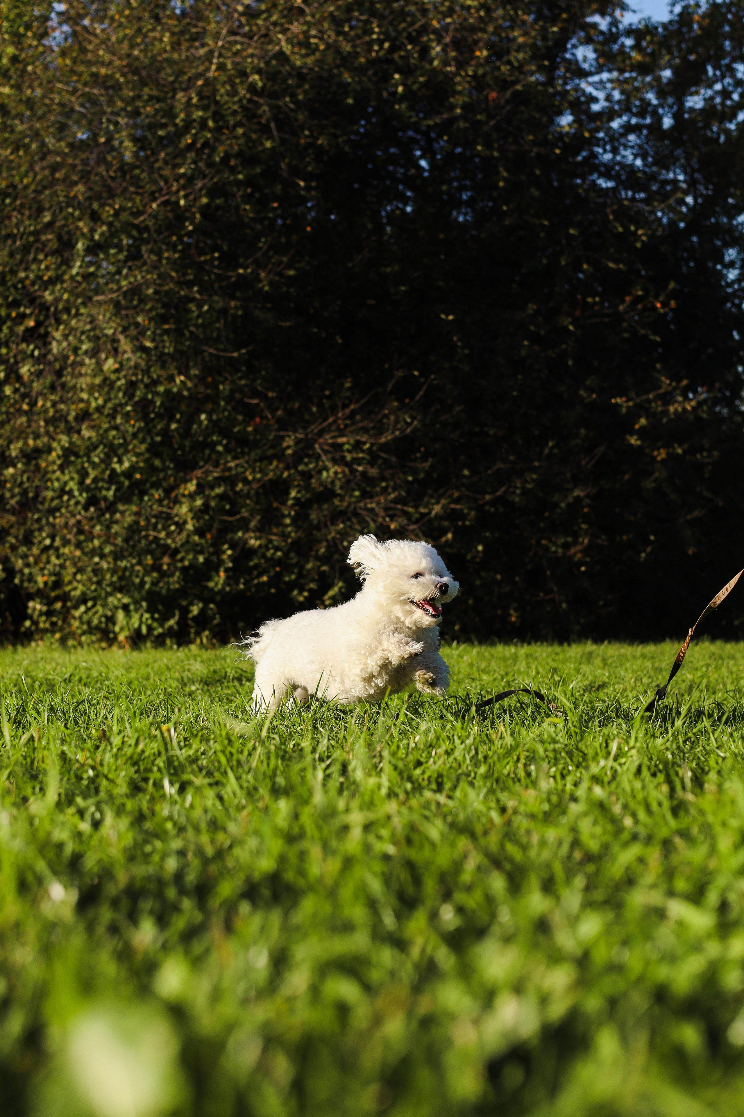 Тимоша, Катя и Вова. Фотограф-анималист Ксения Шевцова|Москва