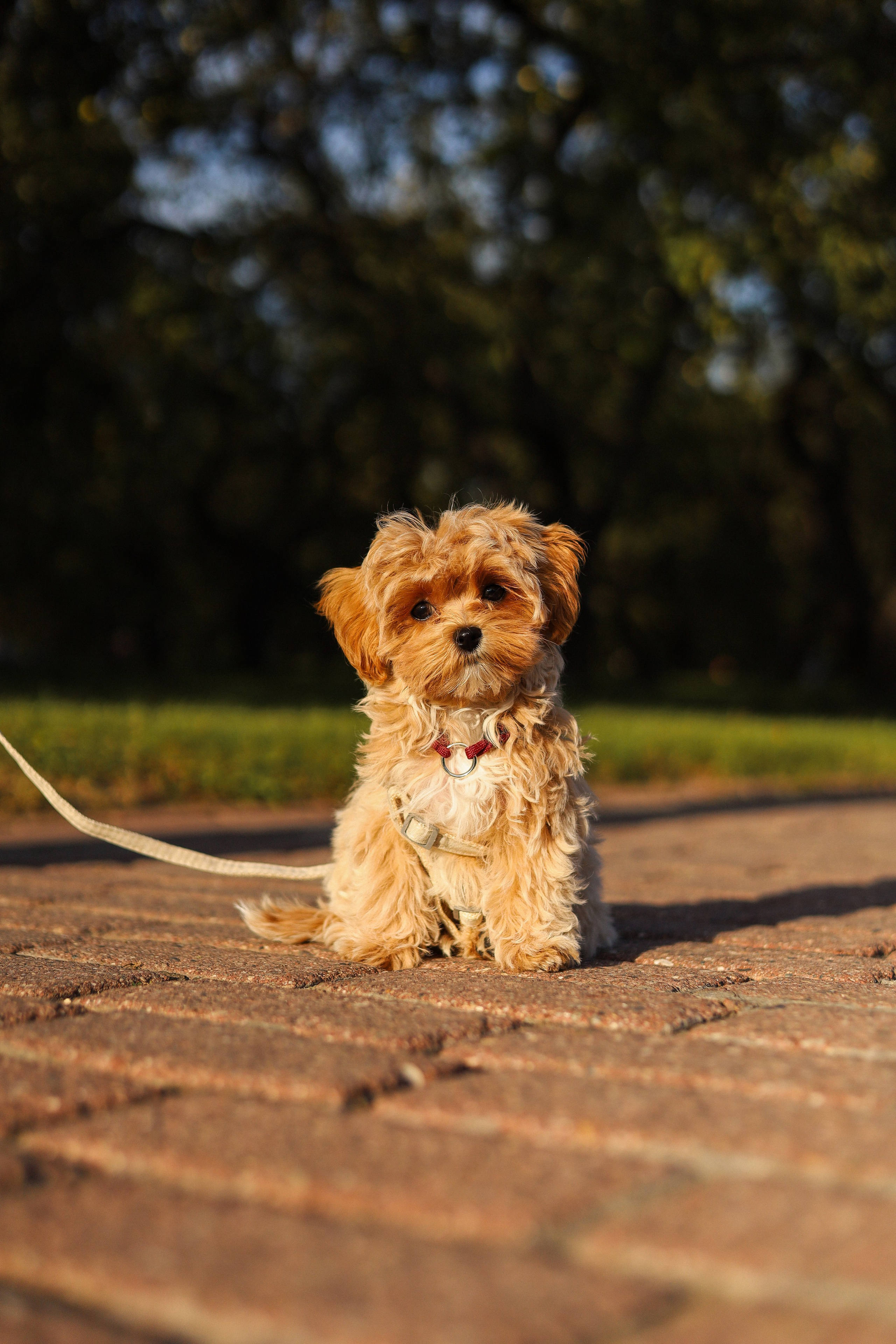 Лили, Роман и Анастасия. Фотограф-анималист Ксения Шевцова|Москва