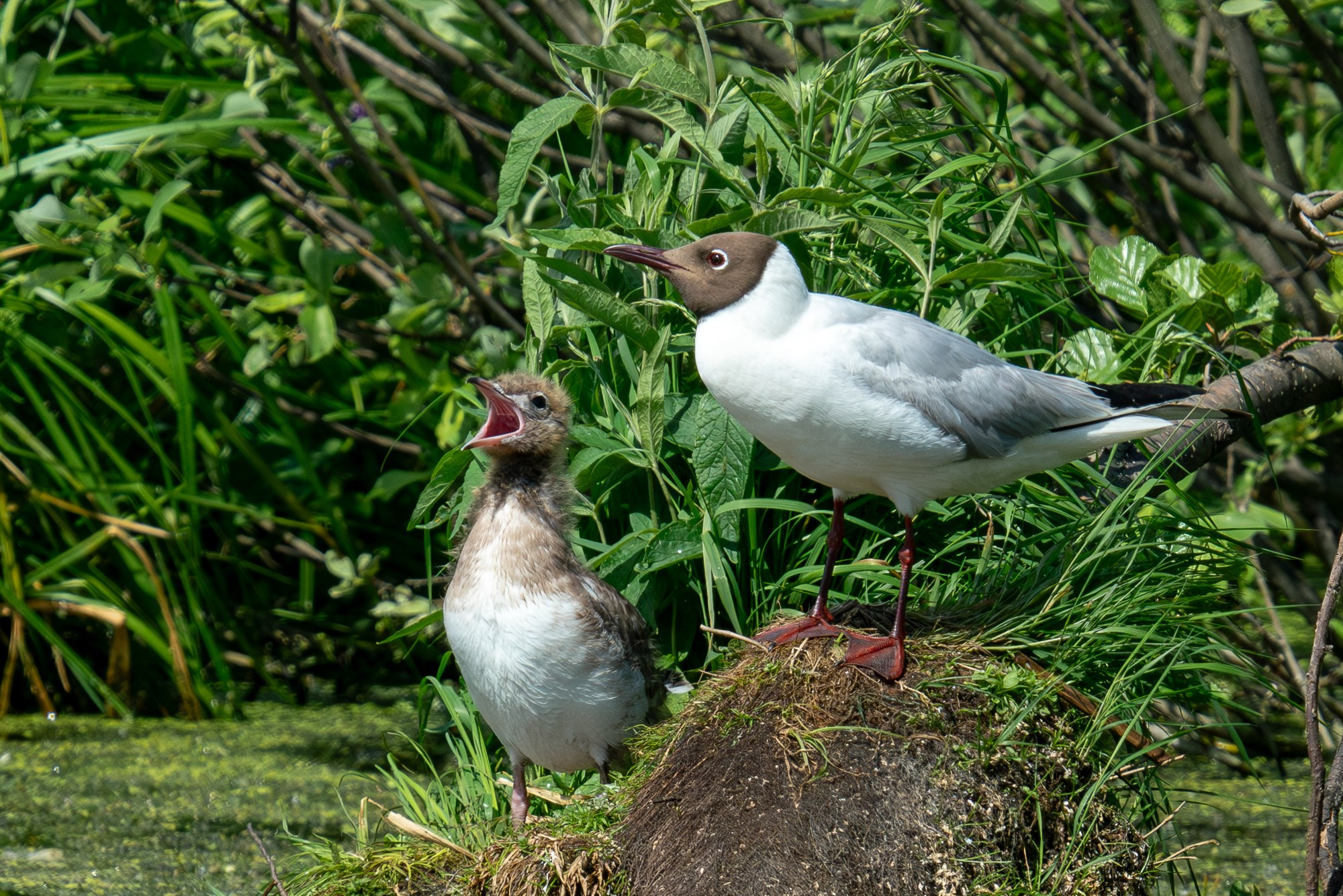Удивительные мир птиц. Вокруг нас столько прекрасного — присмотритесь!. Ваш личный фотограф Марина Волкова