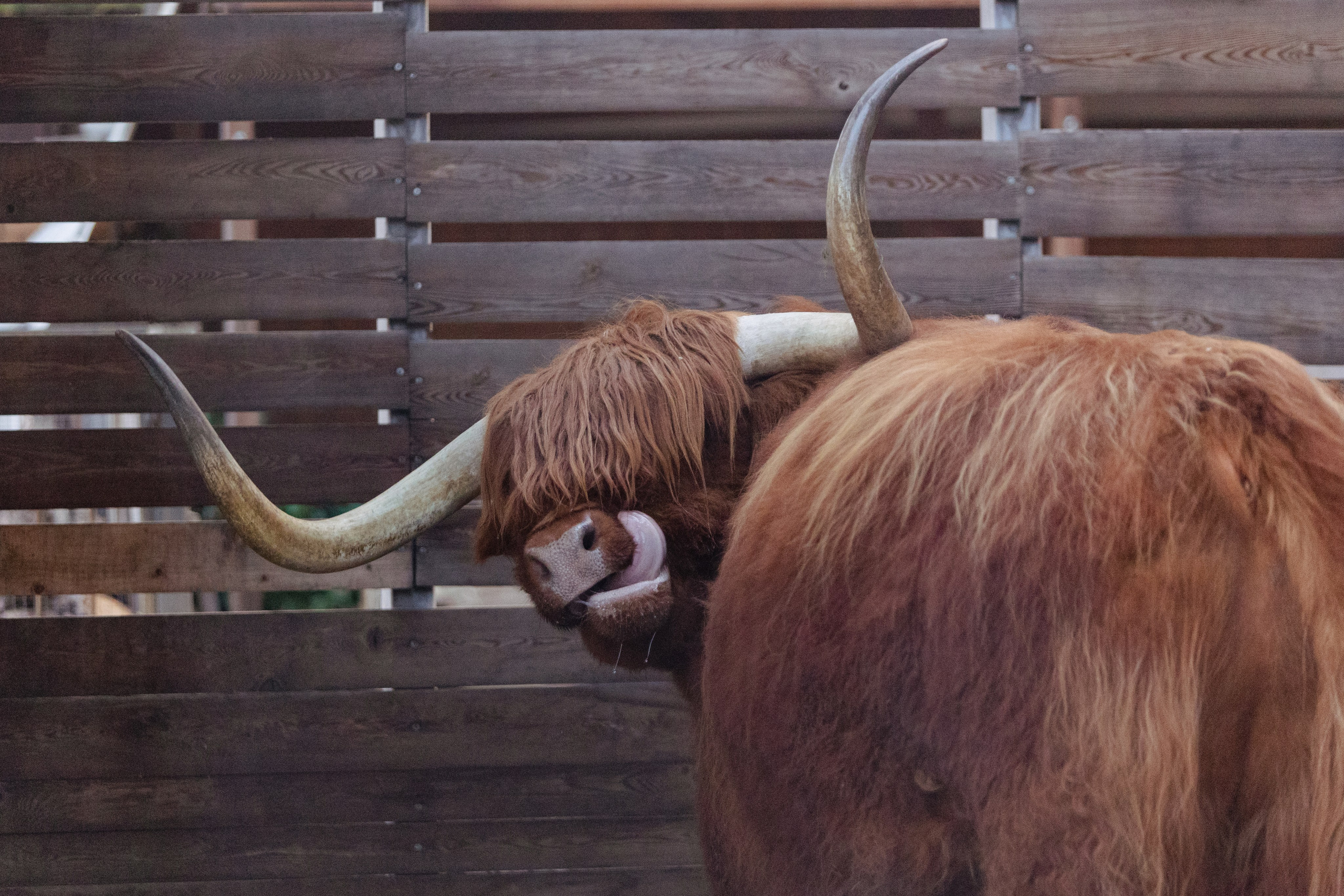 Московский зоопарк. Photographer Sonkina Tatiana (Tanya Ash)