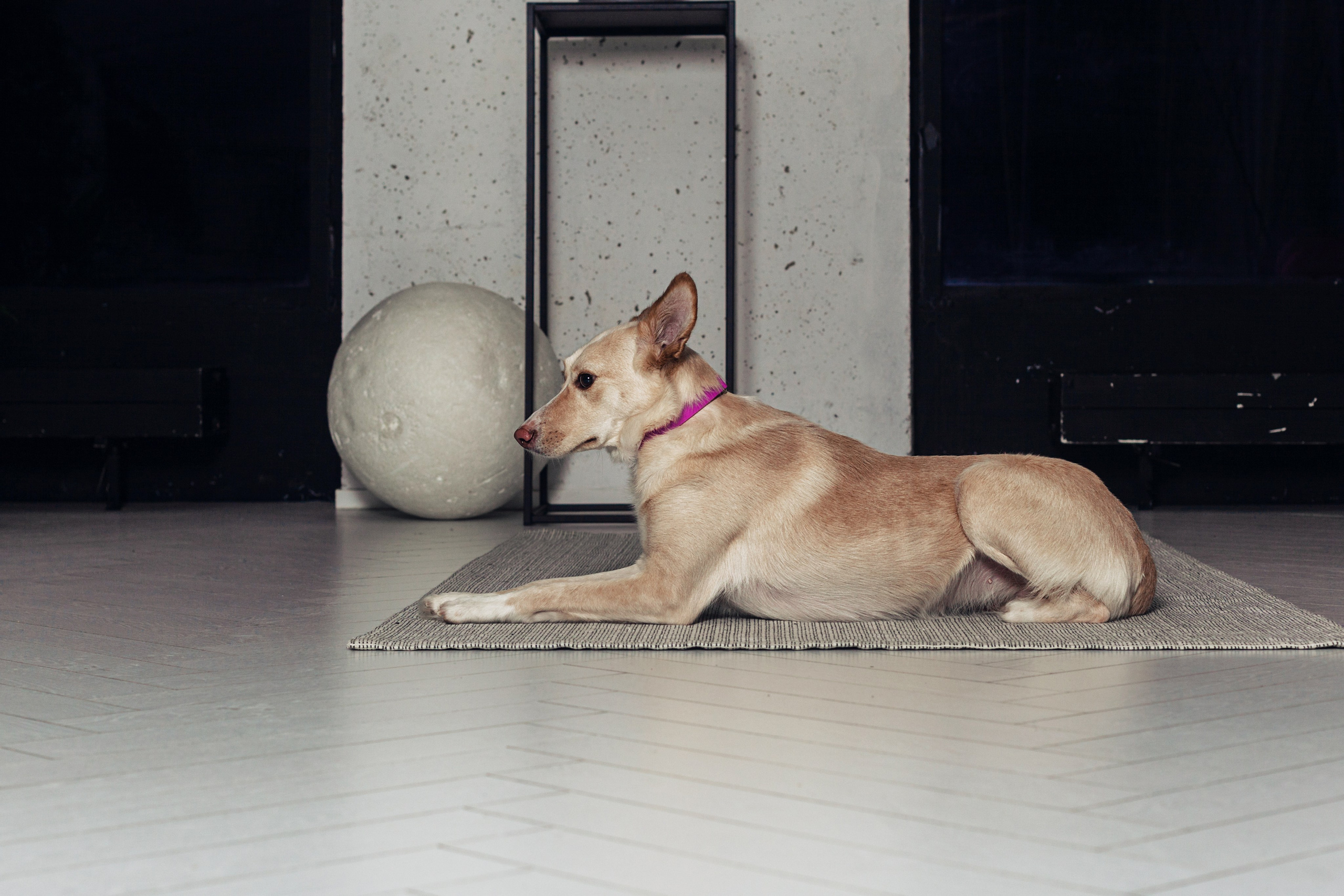 Студийная съемка 2 собак 2024. Фотограф-анималист Татьяна Степанова