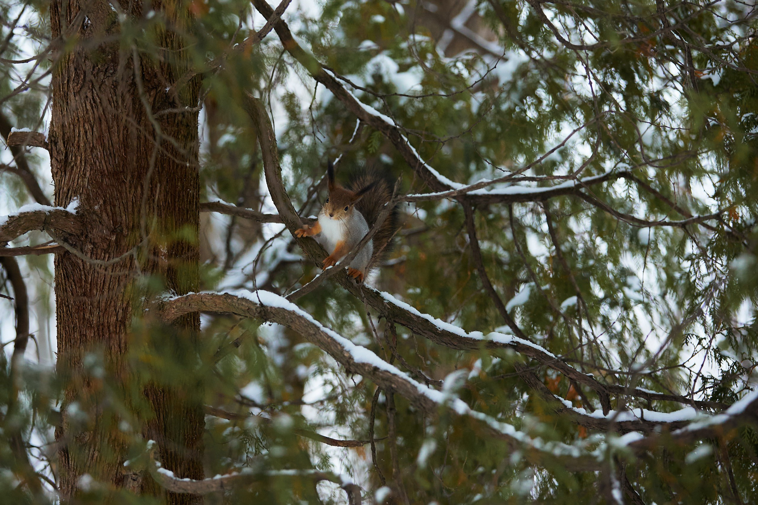 Зимняя фотосессия. Спортивный фотограф Некрасов Денис
