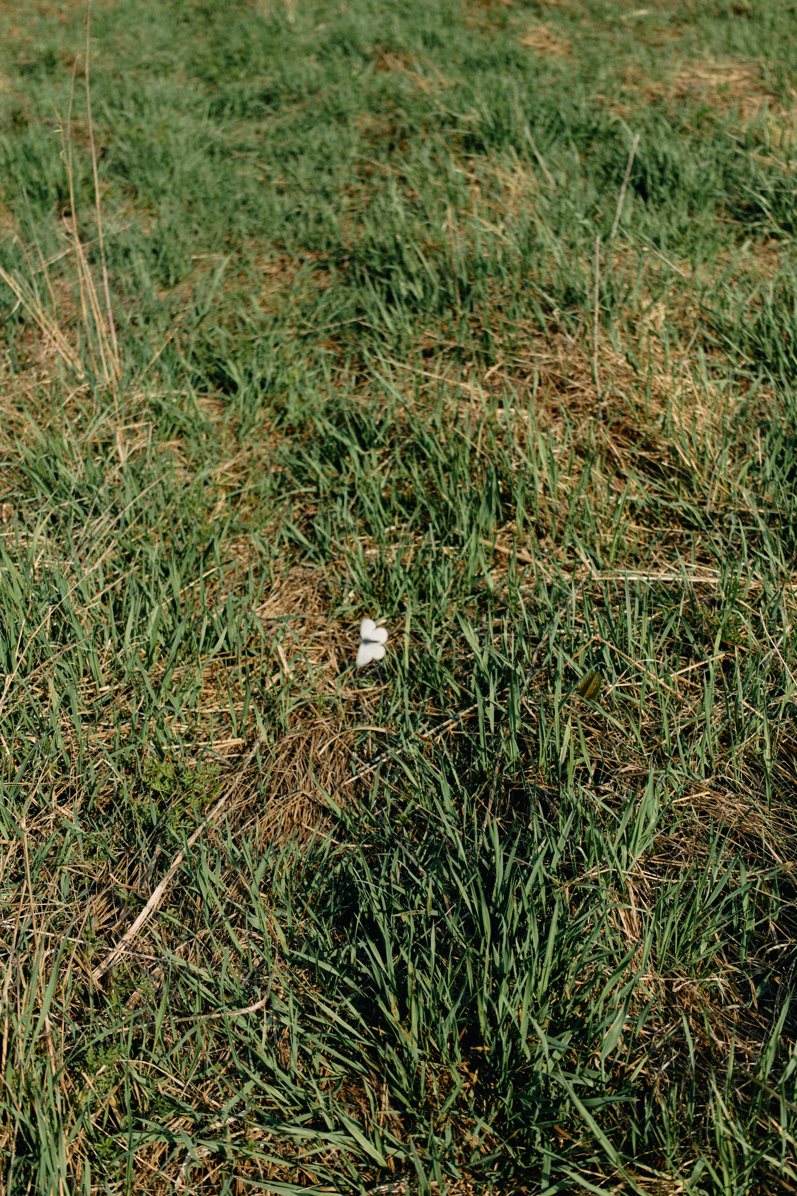 Бутик-отель Поле летом. Профессиональный Фотограф во Владимире, в Москве и в Суздале — Полина Романычева