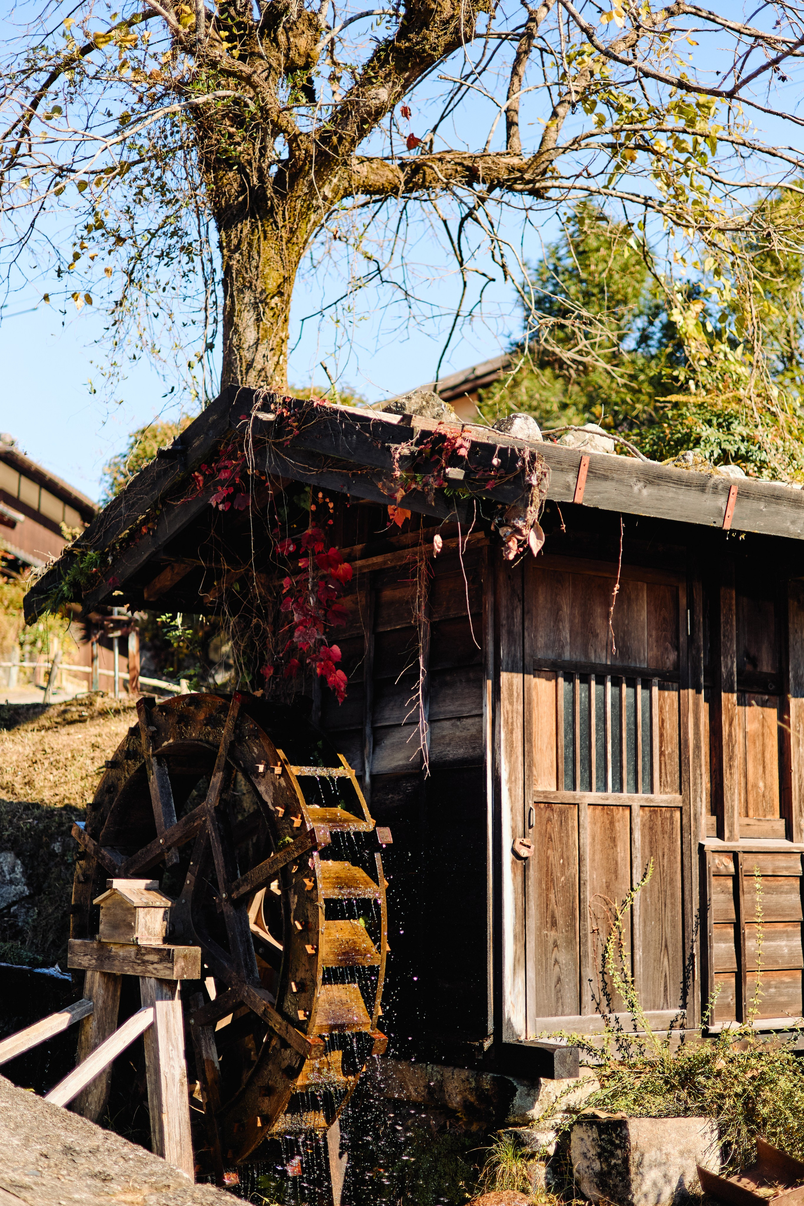 Япония. Профессиональный Фотограф во Владимире, в Москве и в Суздале — Полина Романычева