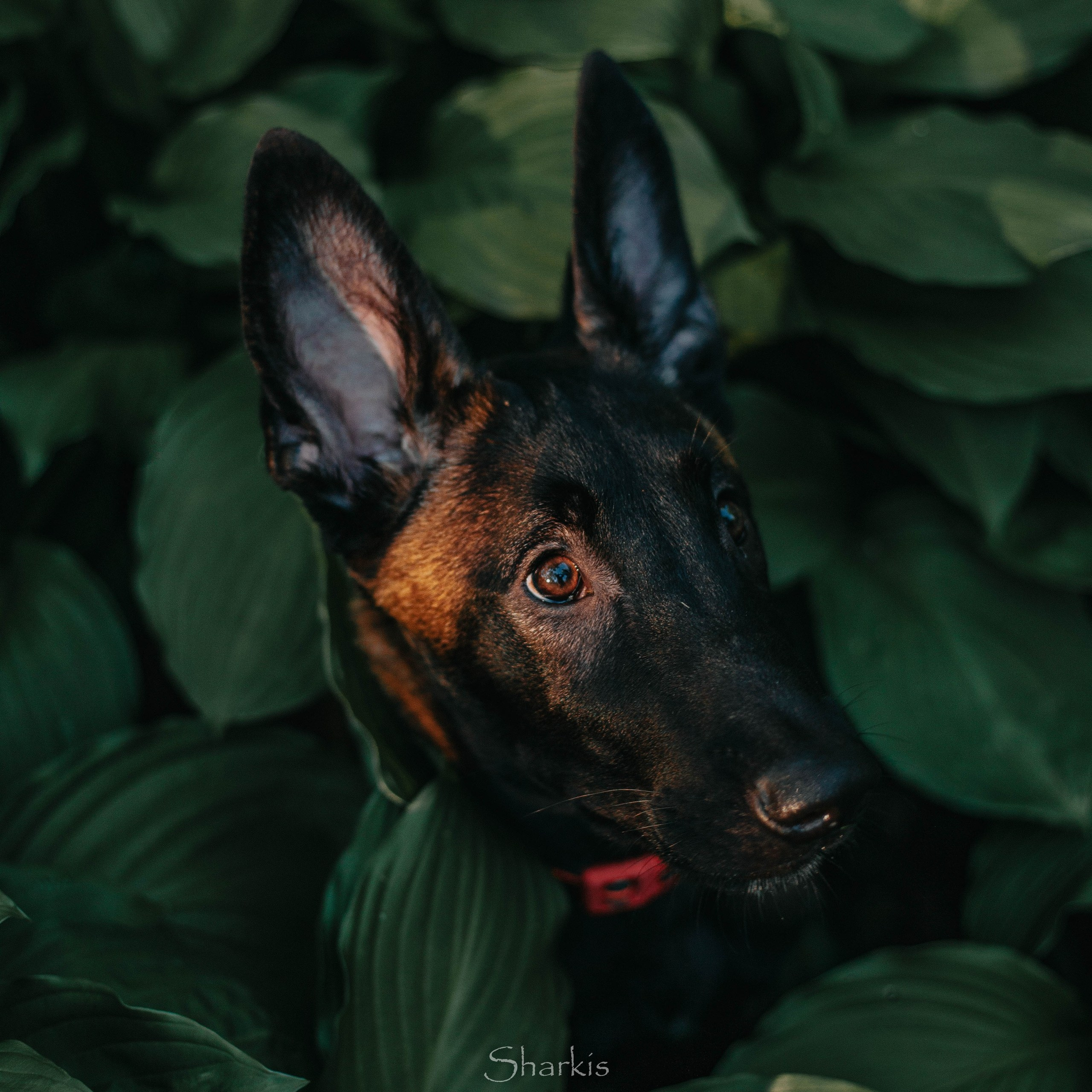 Шмель и Дрель. Фотограф Елизавета Филатова