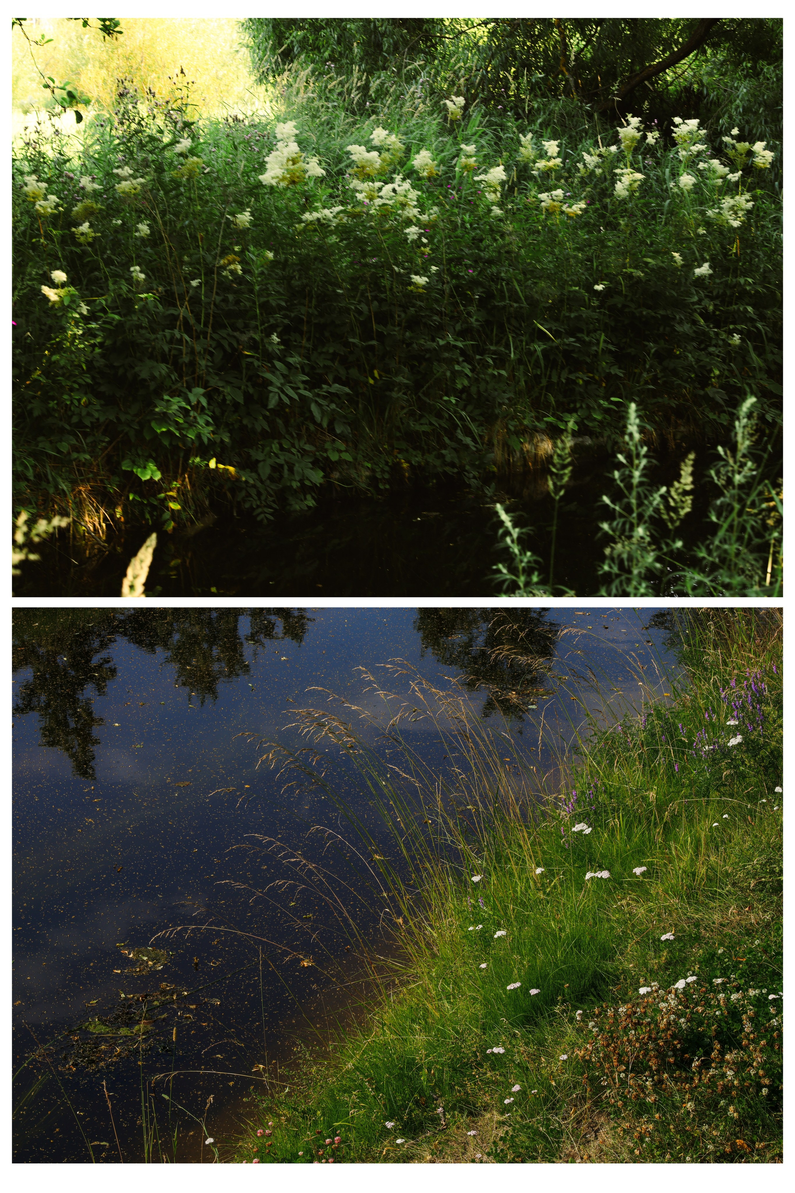 Природа &. Фотохудожник в СПб