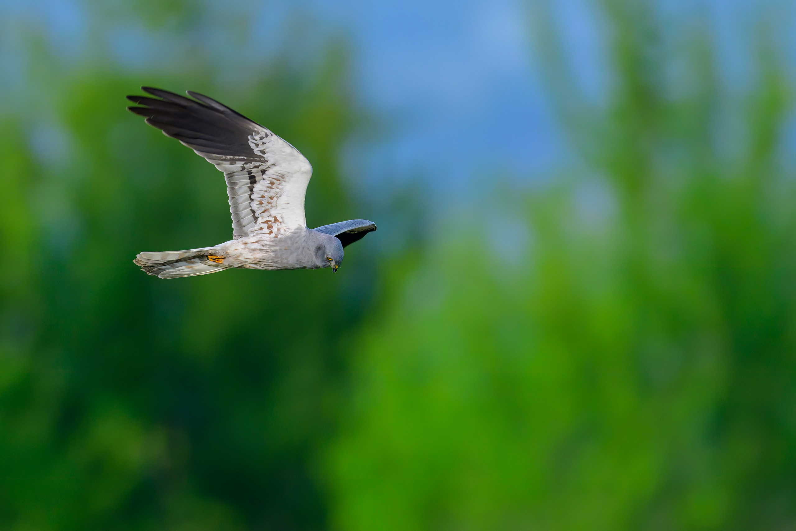 Луговой лунь. Фотограф Сергей Пупонин