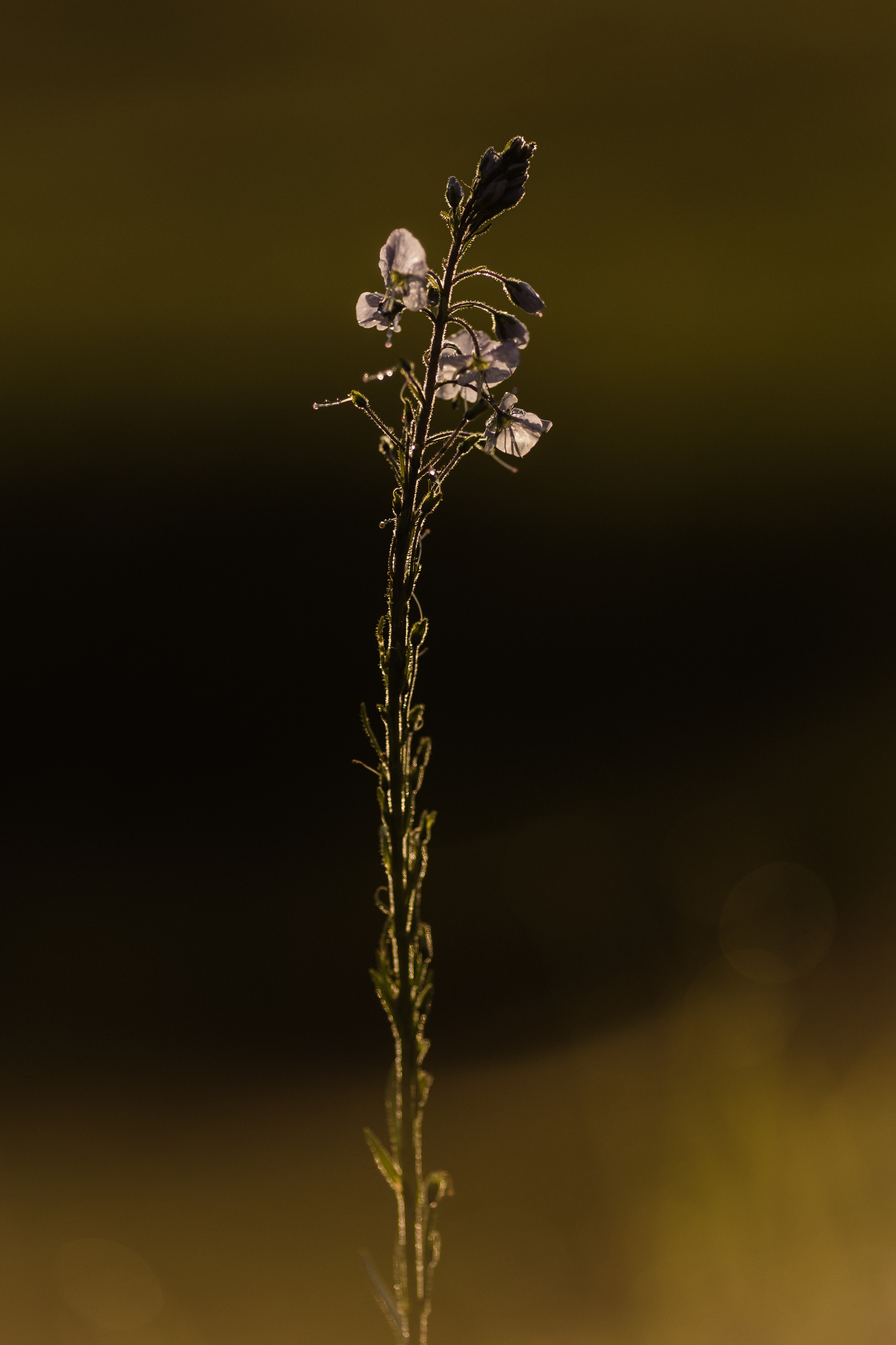 Эльбрус. Свадебный и семейный фотограф в Краснодаре Роман Моско