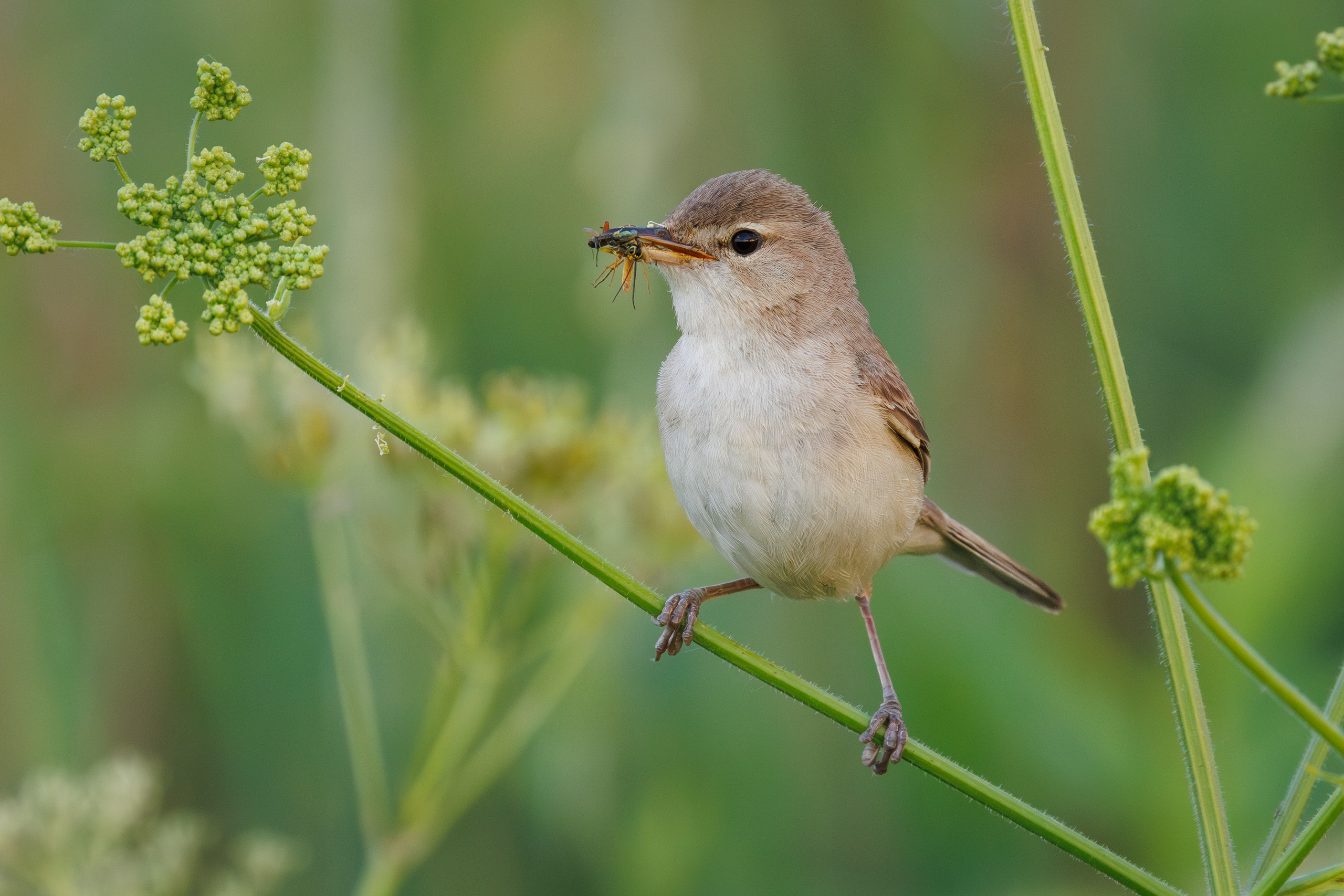 Северная бормотушка с насекомым в клюве Снято на Canon EOS R8, RF 600 mm f11.