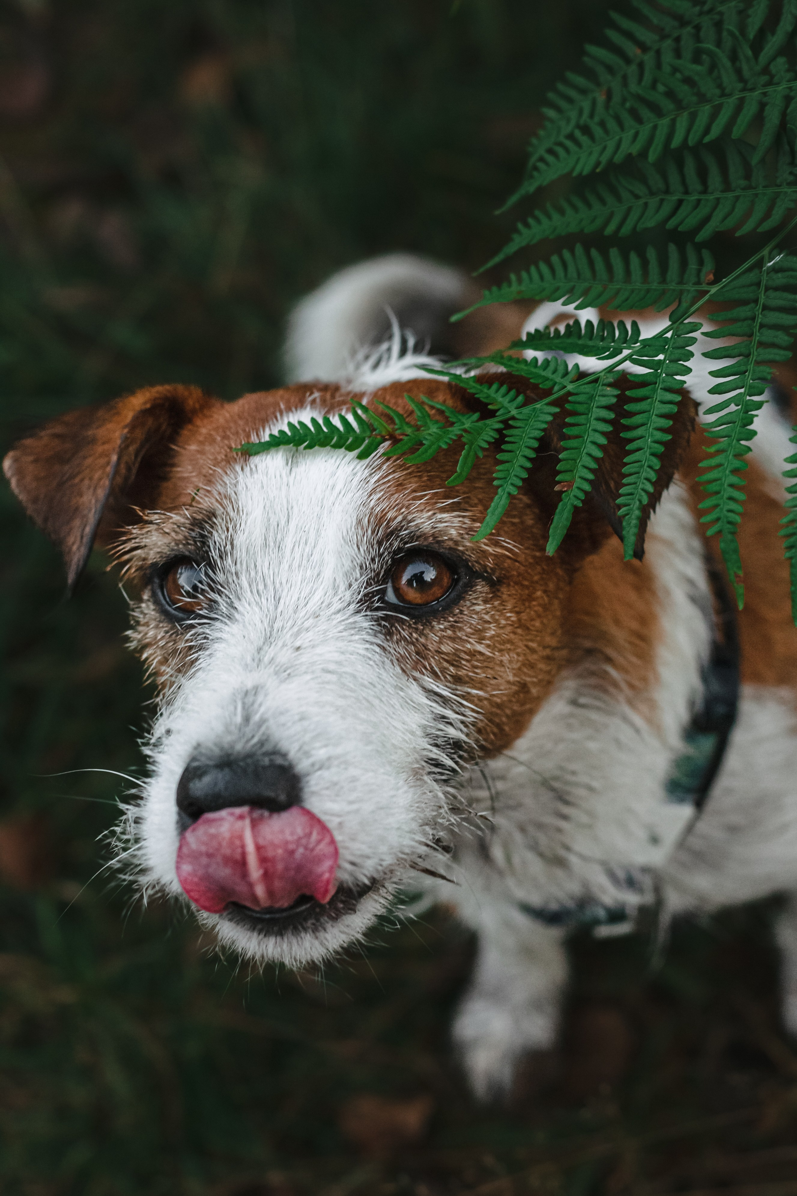 Фотопрогулка в Ленобласти. Фотограф-анималист Татьяна Степанова