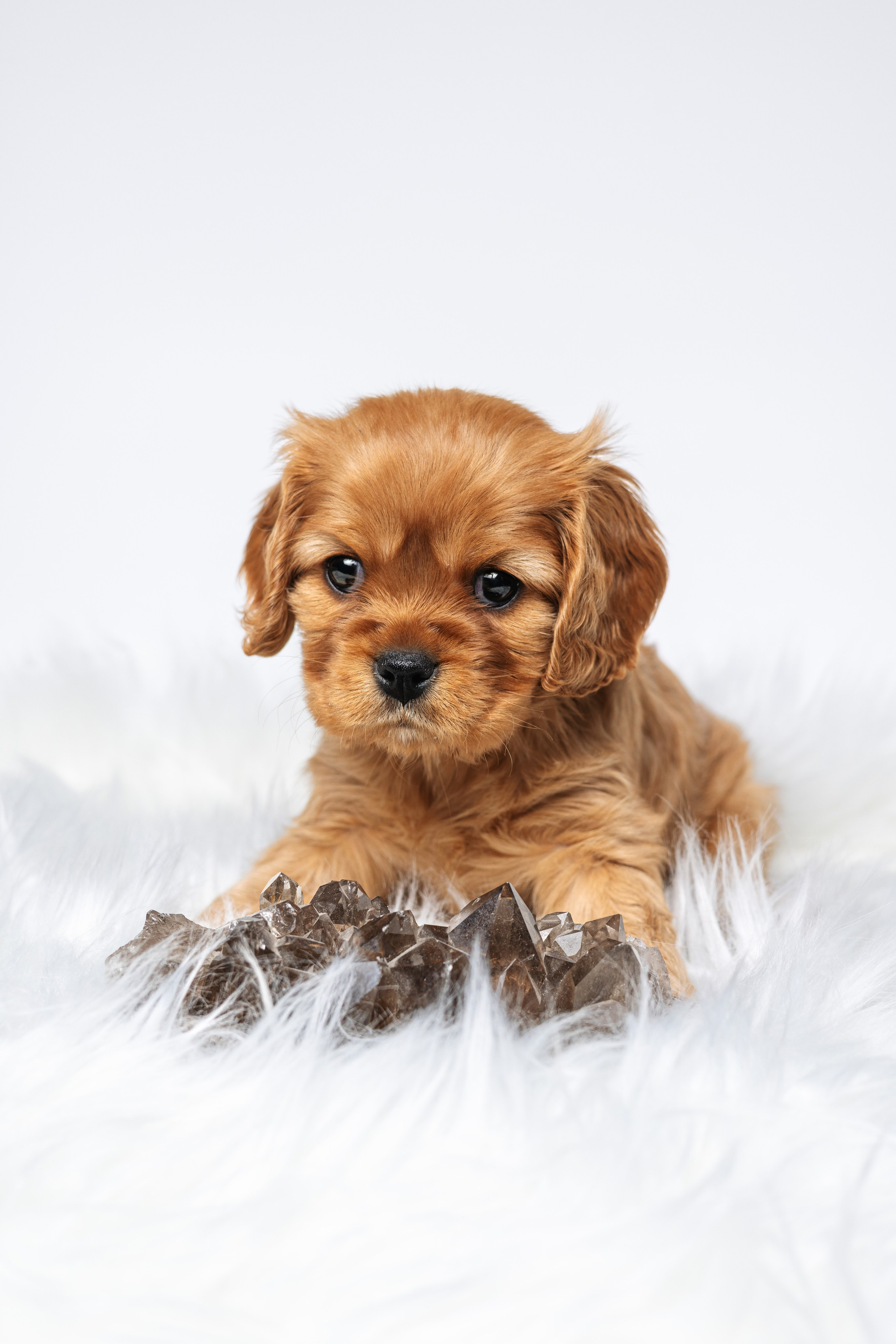 ККЧС. Фотограф анималист Осипчикова Мария