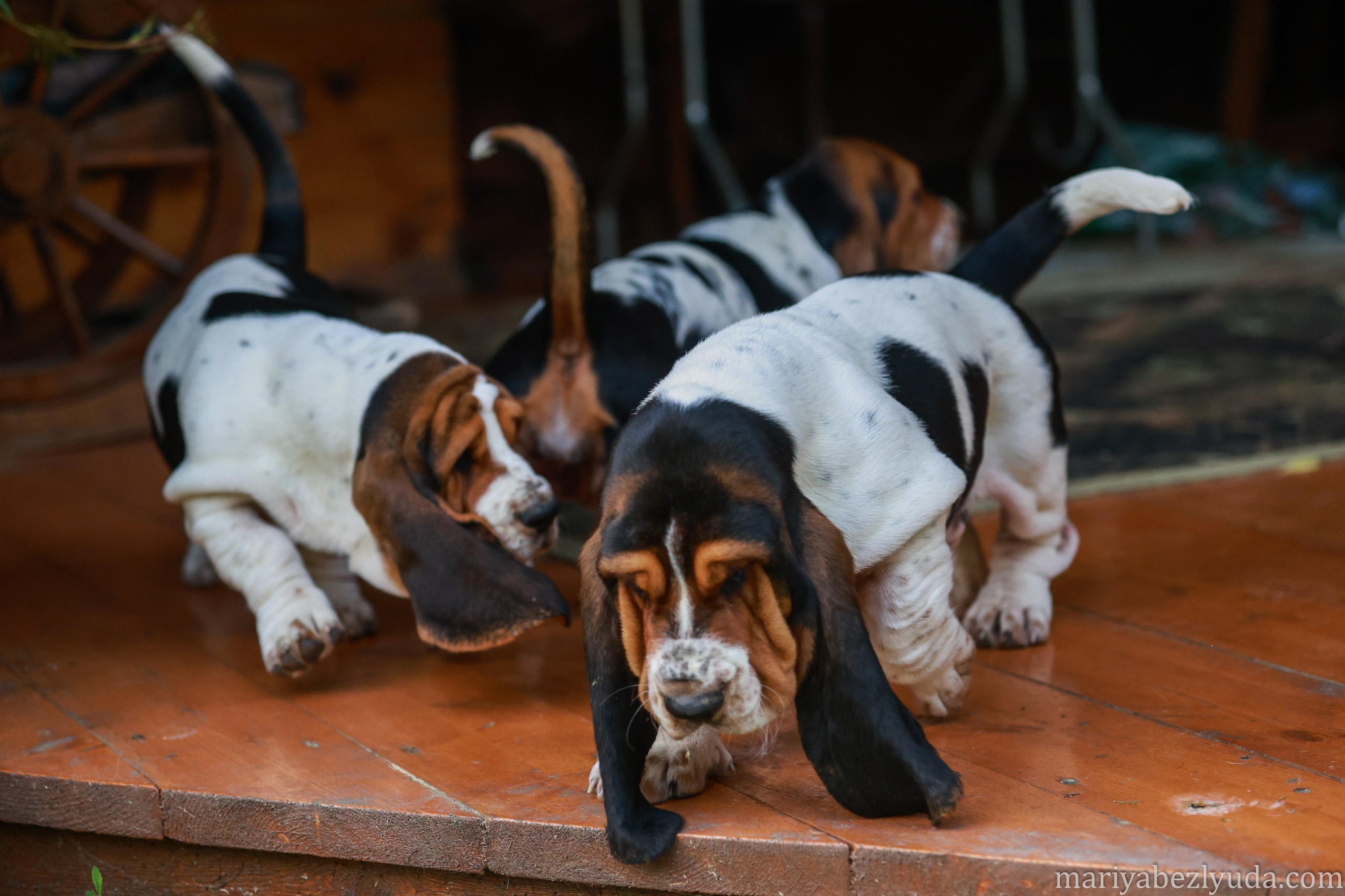 Щенки. Семейный и детский фотограф в Москве Мария Быкова