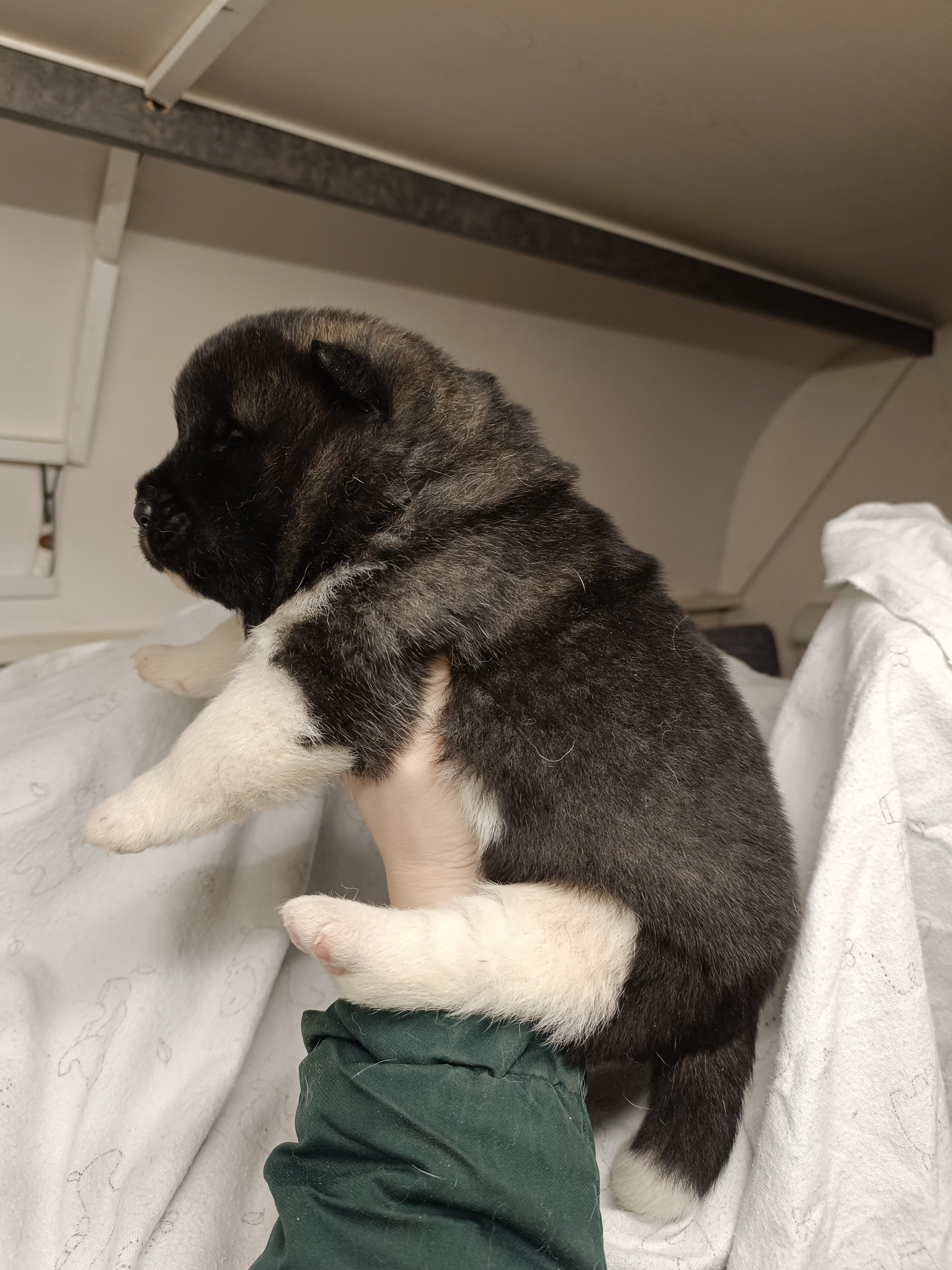 Американская акита  щенки питомник Санкт-Петербург клубные щенки Американская акита питомник RUBYLIGHT Рубилайт купить щенка американской акиты