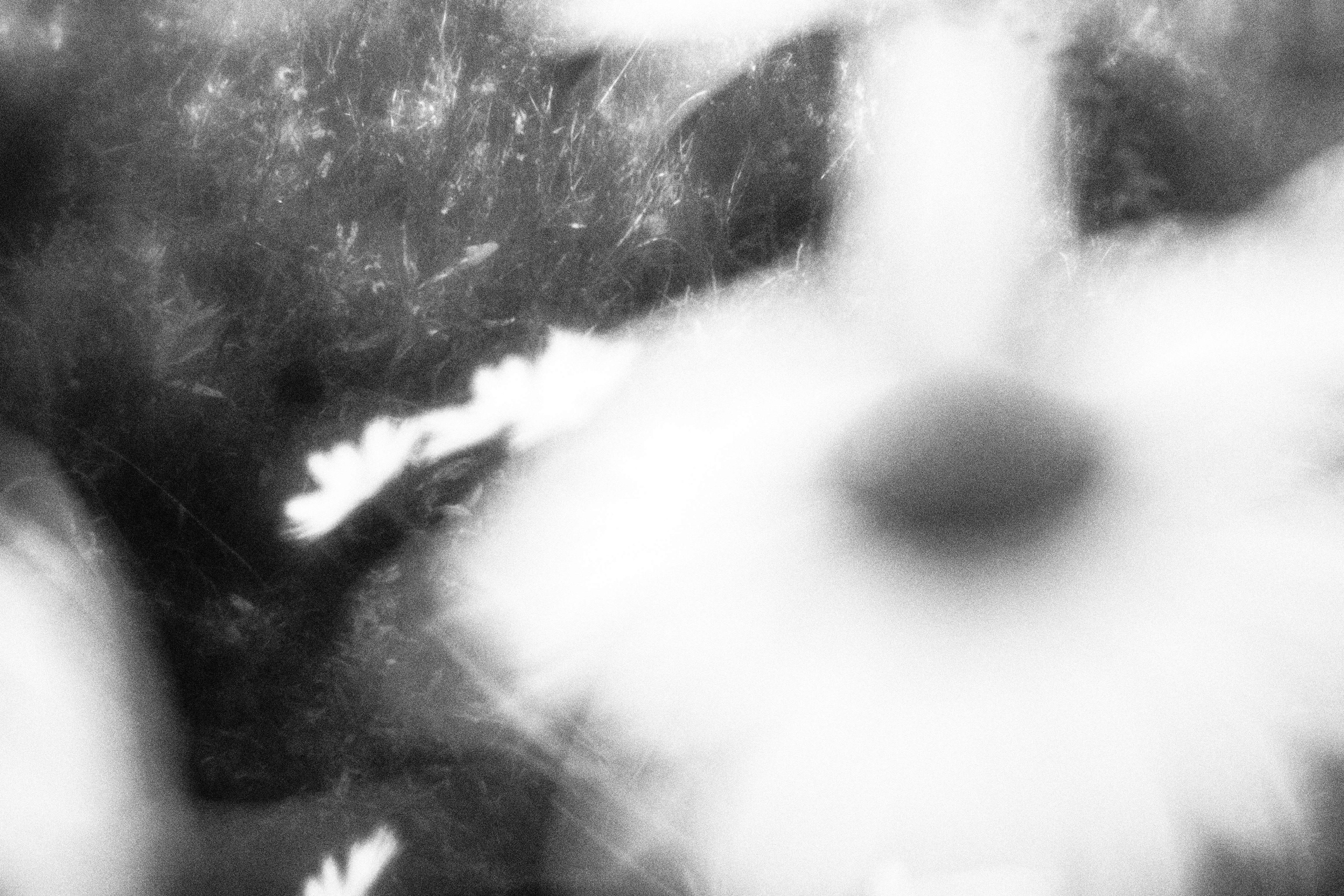 Внутривенные сны (2023)