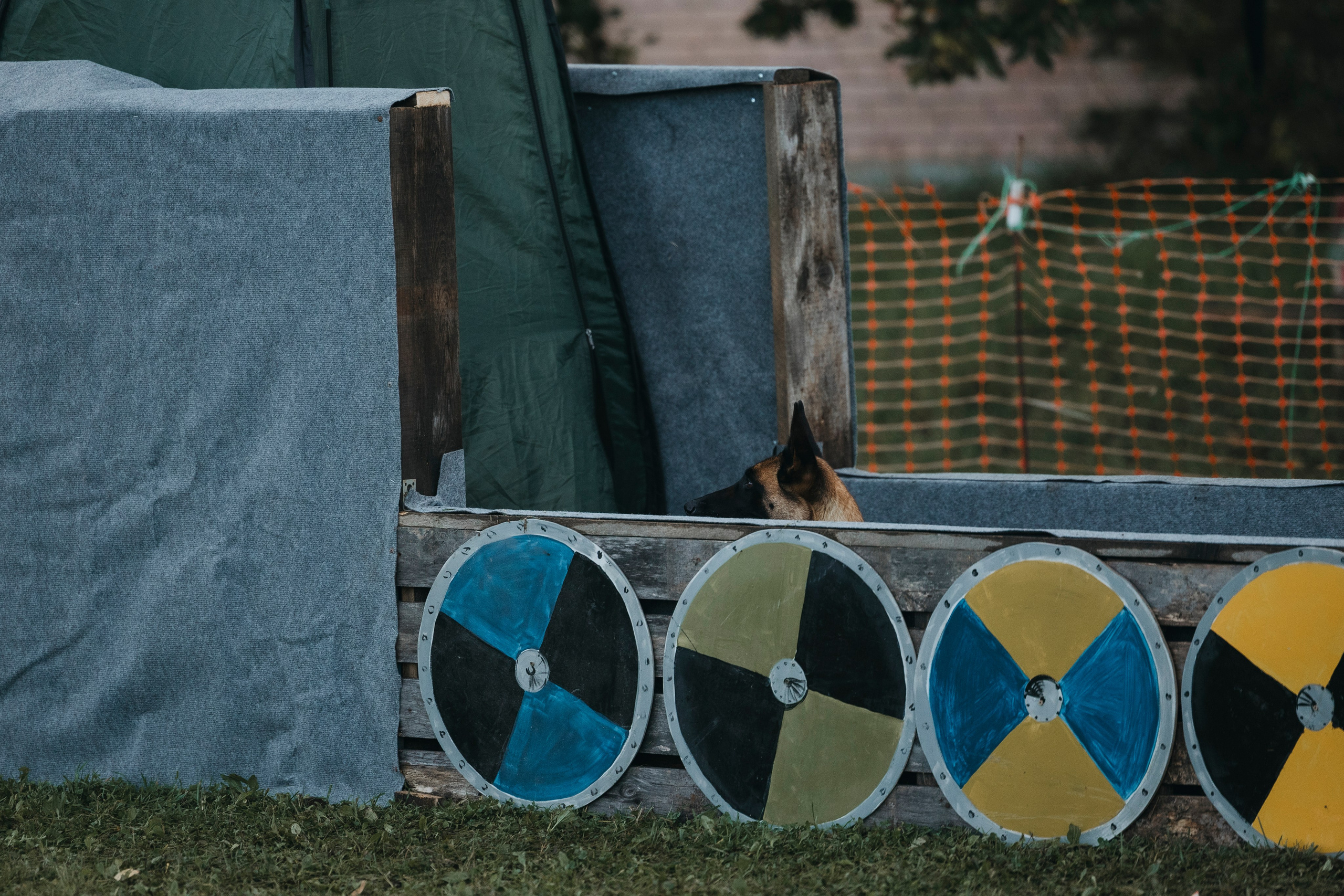 Испытания по мондьорингу г. Пушкин 29.09.2024. Фотограф-анималист Анна Маринич